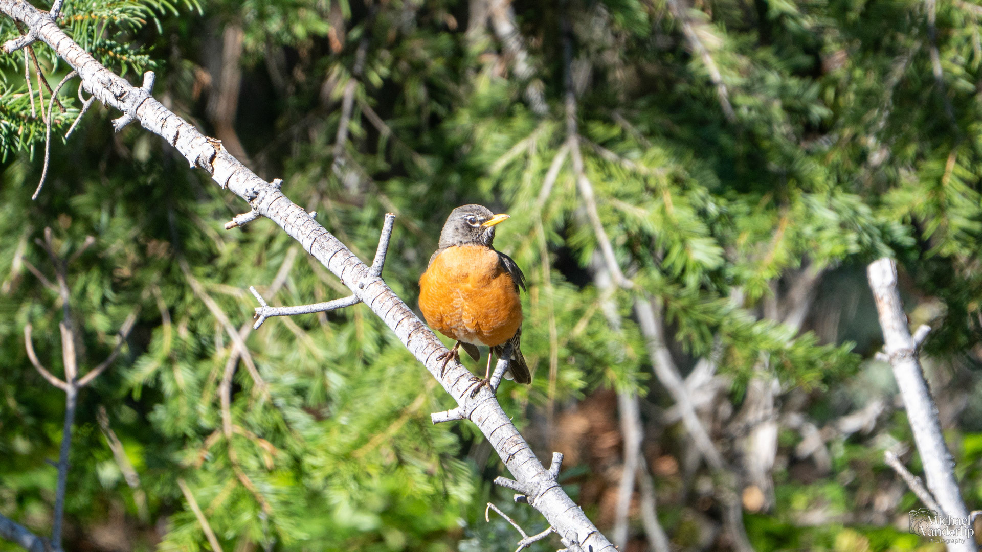 American Robin along the Wagner Butte Trail near Talent, Oregon.