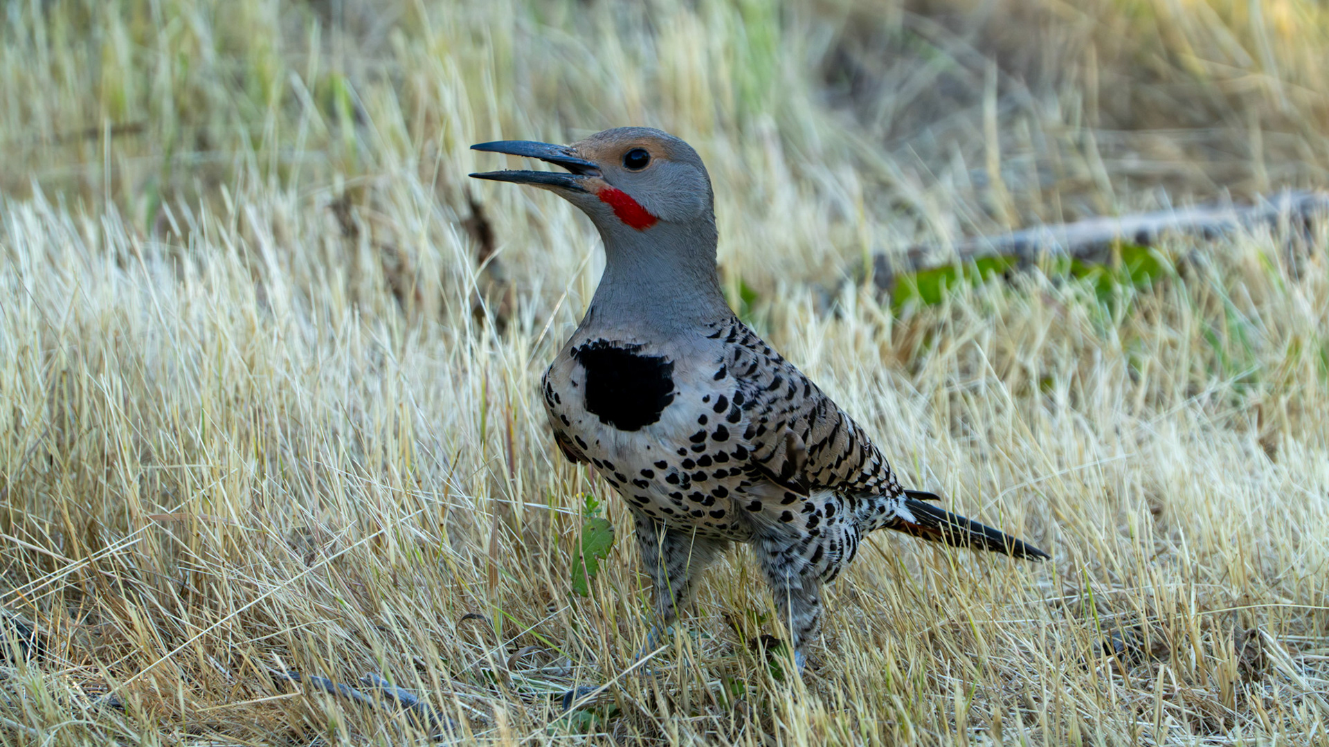 Northern Flicker along the Bear Creek Greenway near Talent, Oregon.