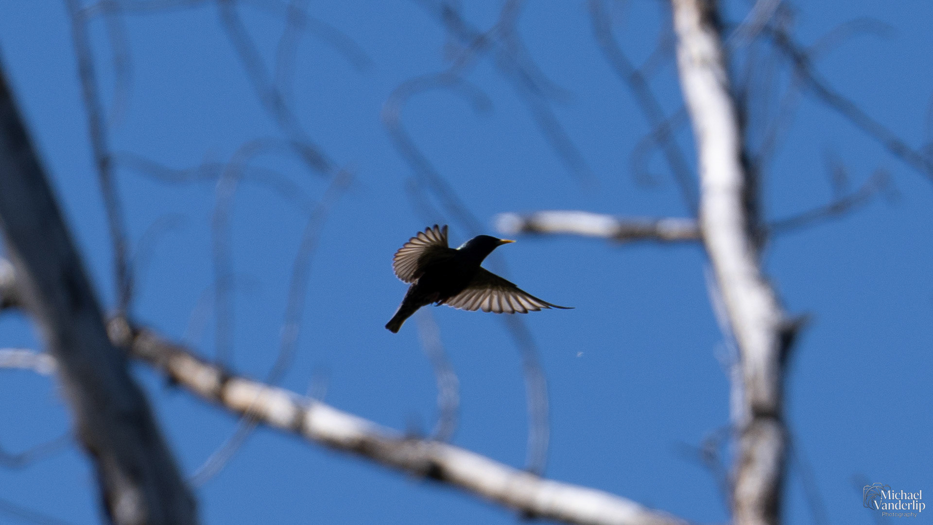 Starling along the Bear Creek Greenway near Talent, Oregon.