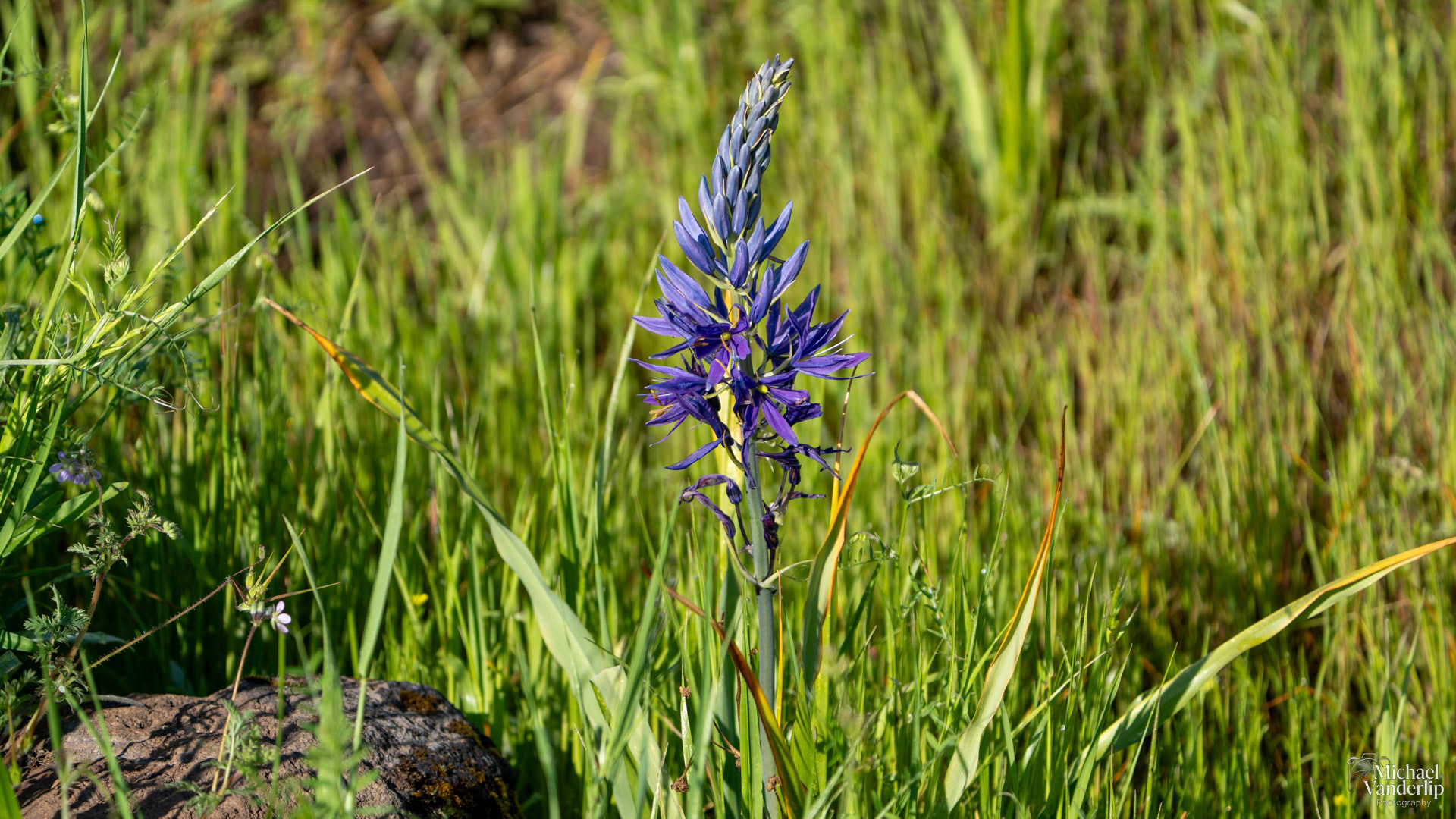 Camas Lily on Lower Table Rock, Central Point, Oregon.