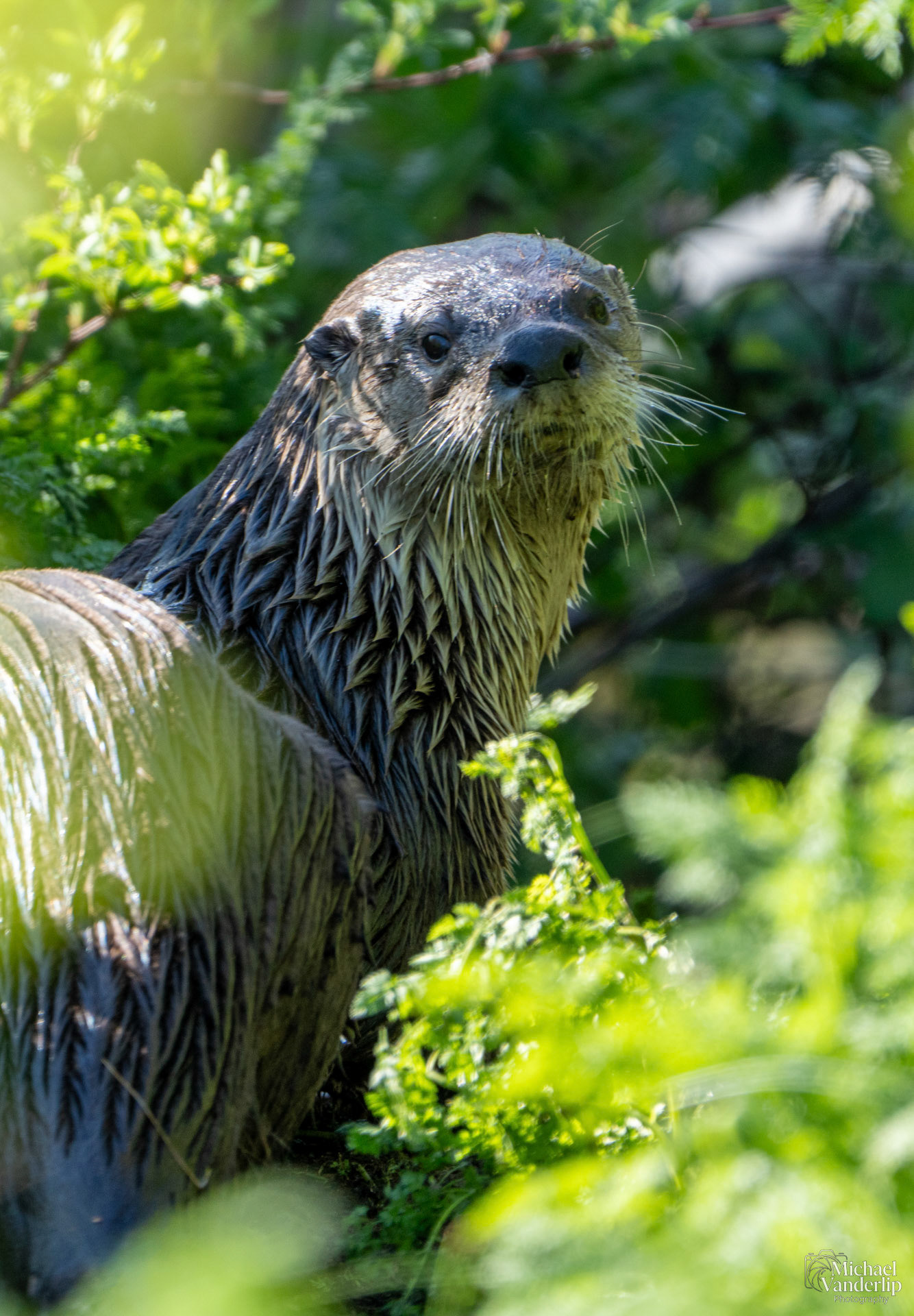 River Otter along the Bear Creek Greenway near Talent, Oregon.