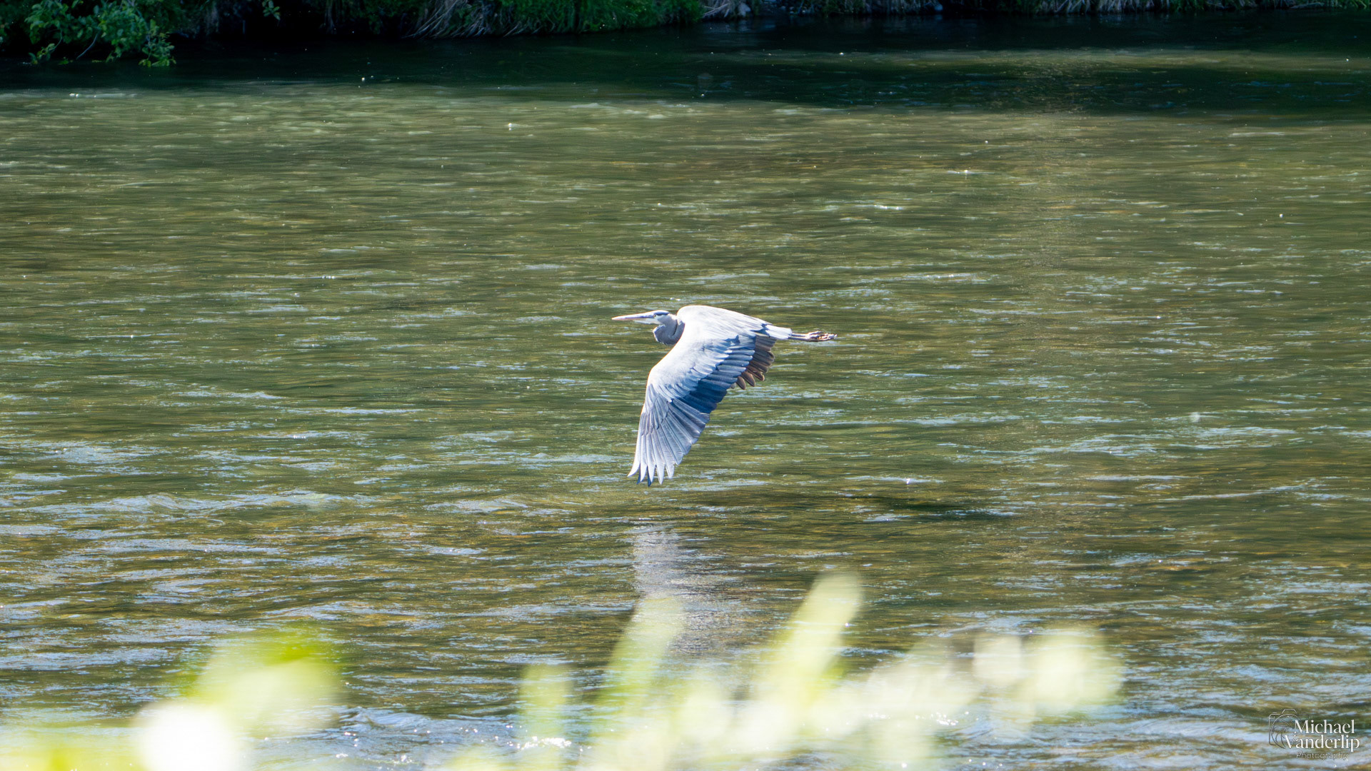 Great Blue Heron along the Rogue River near Tou Velle Park, White City, Oregon.
