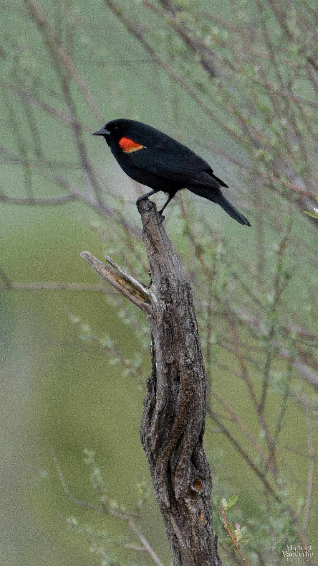 Red Winged Black Bird along the Bear Creek Greenway near Talent, Oregon.