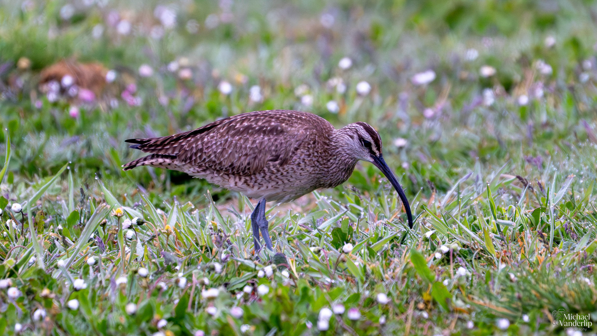 Whimbrel along the coast near Depoe Bay, Oregon.