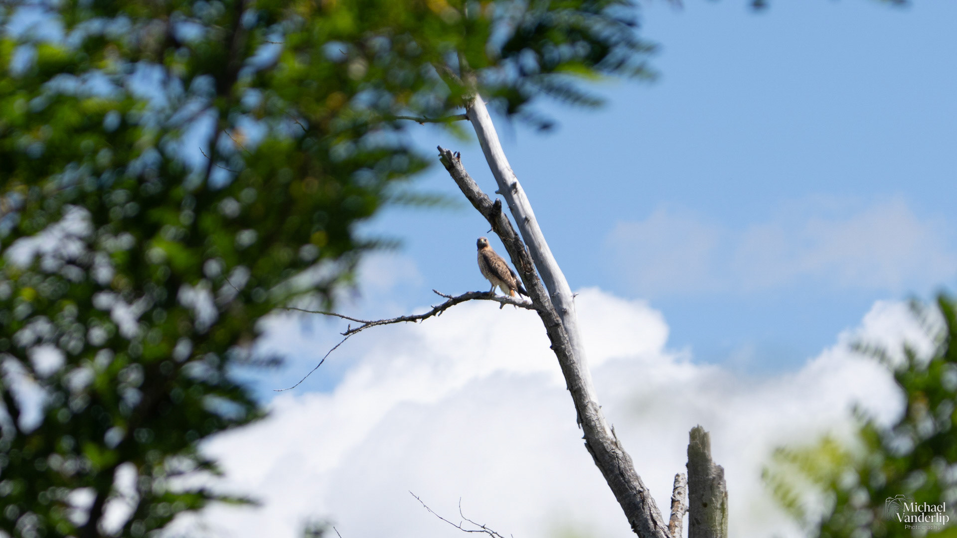 Red-Tailed Hawk along the Bear Creek Greenway near Talent, Oregon.