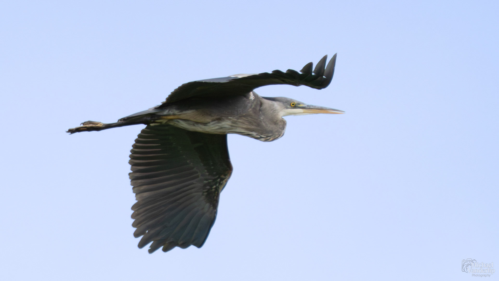 Great Blue Heron along the Bear Creek Greenway near Talent, Oregon.
