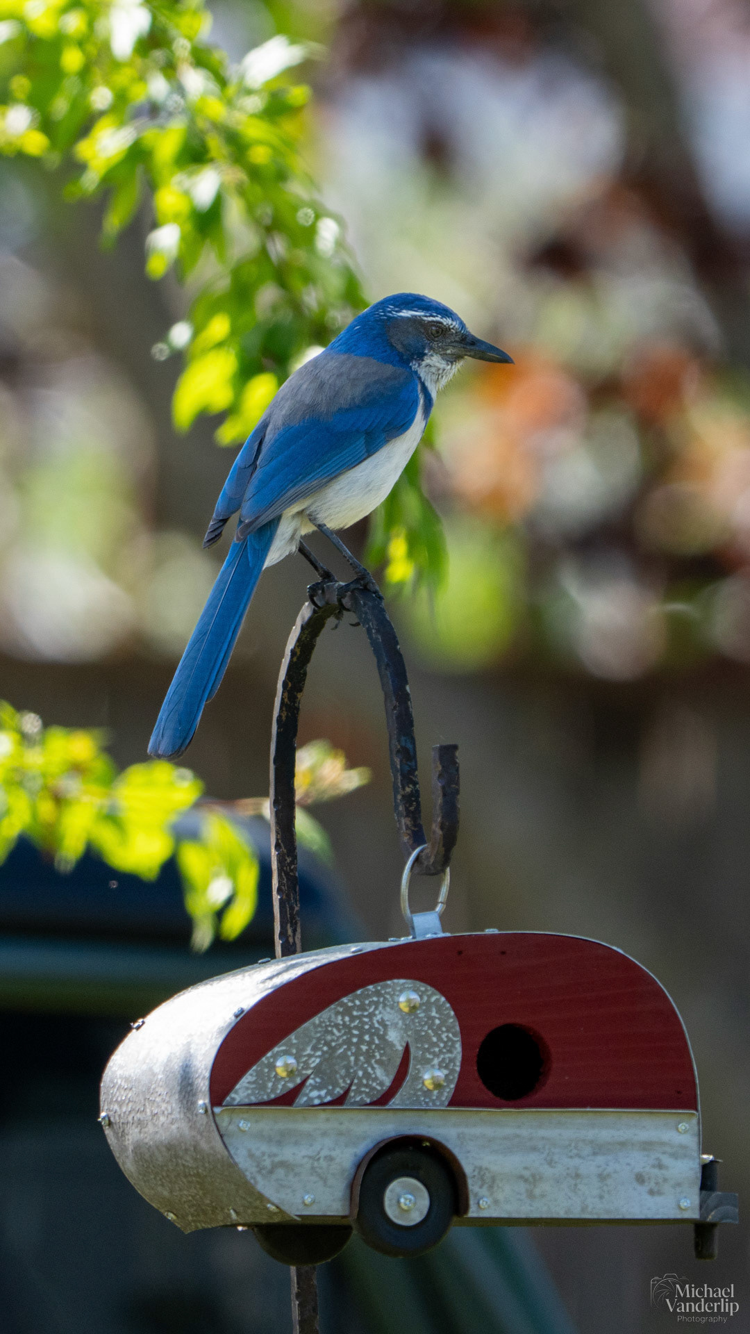 California Scrub Jay, Talent, Oregon