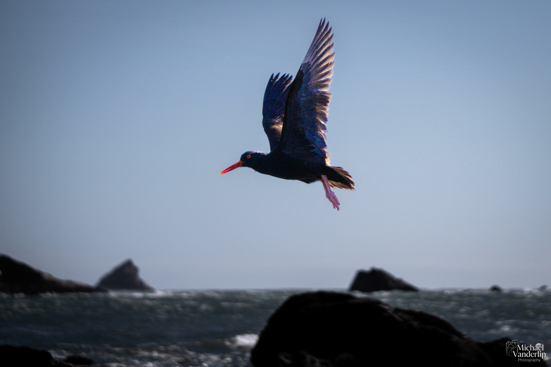 Black Oystercatcher on Harris Beach, Brookings, Oregon.