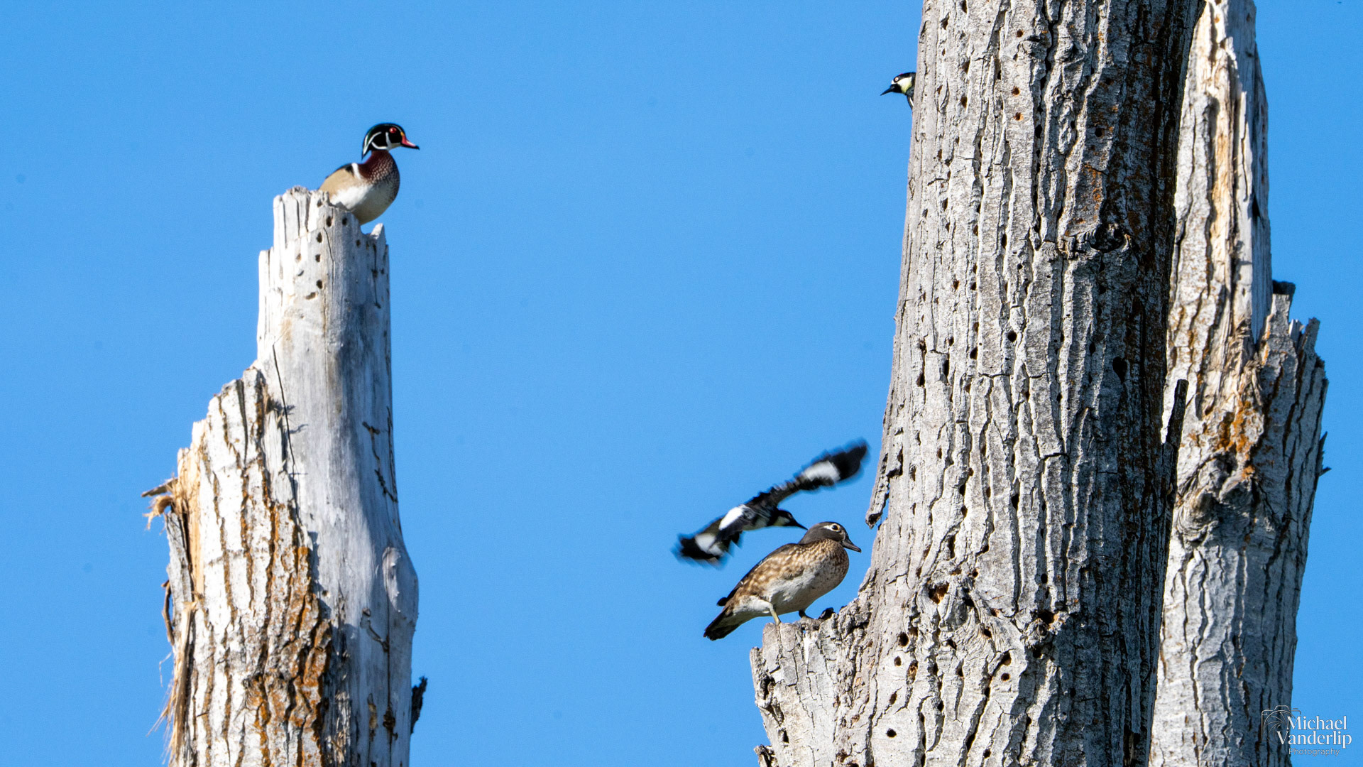 Wood Ducks and Acorn Woodpeckers along the Bear Creek Greenway near Talent, Oregon.