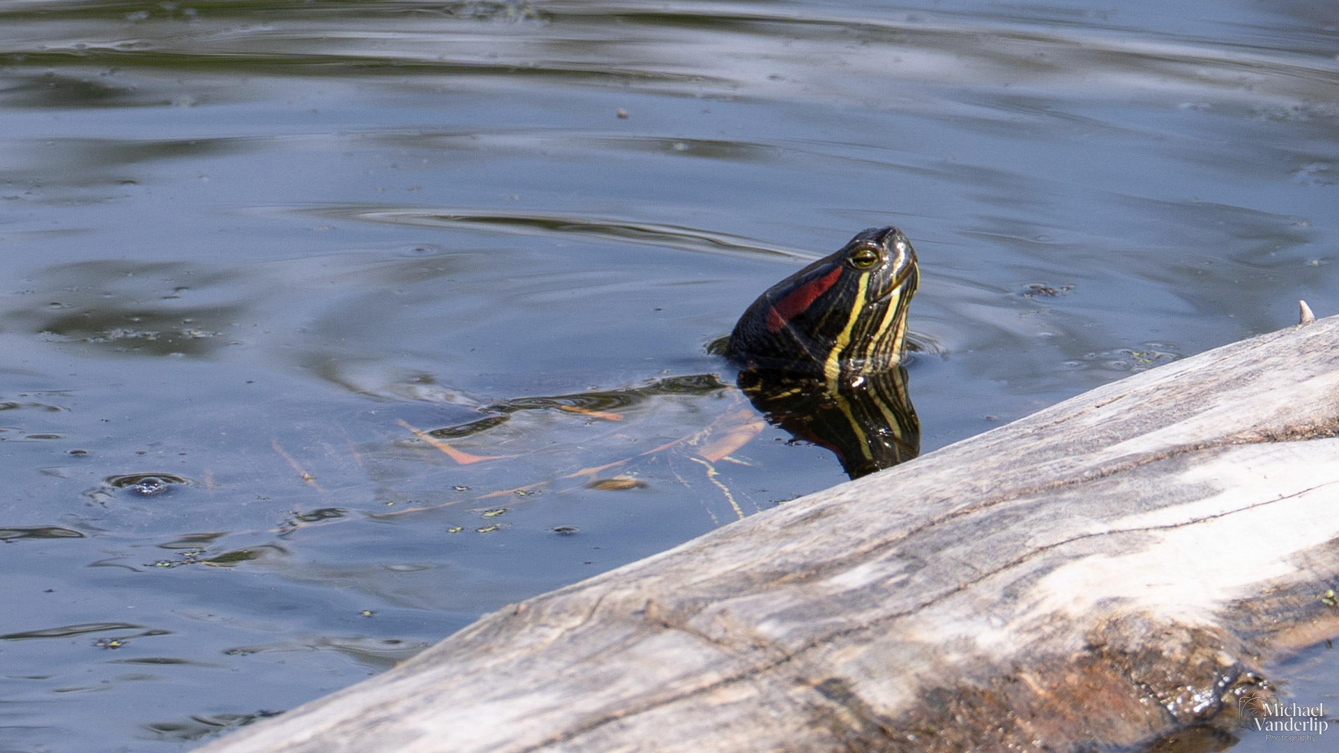 Red-Eared Slider Turtle