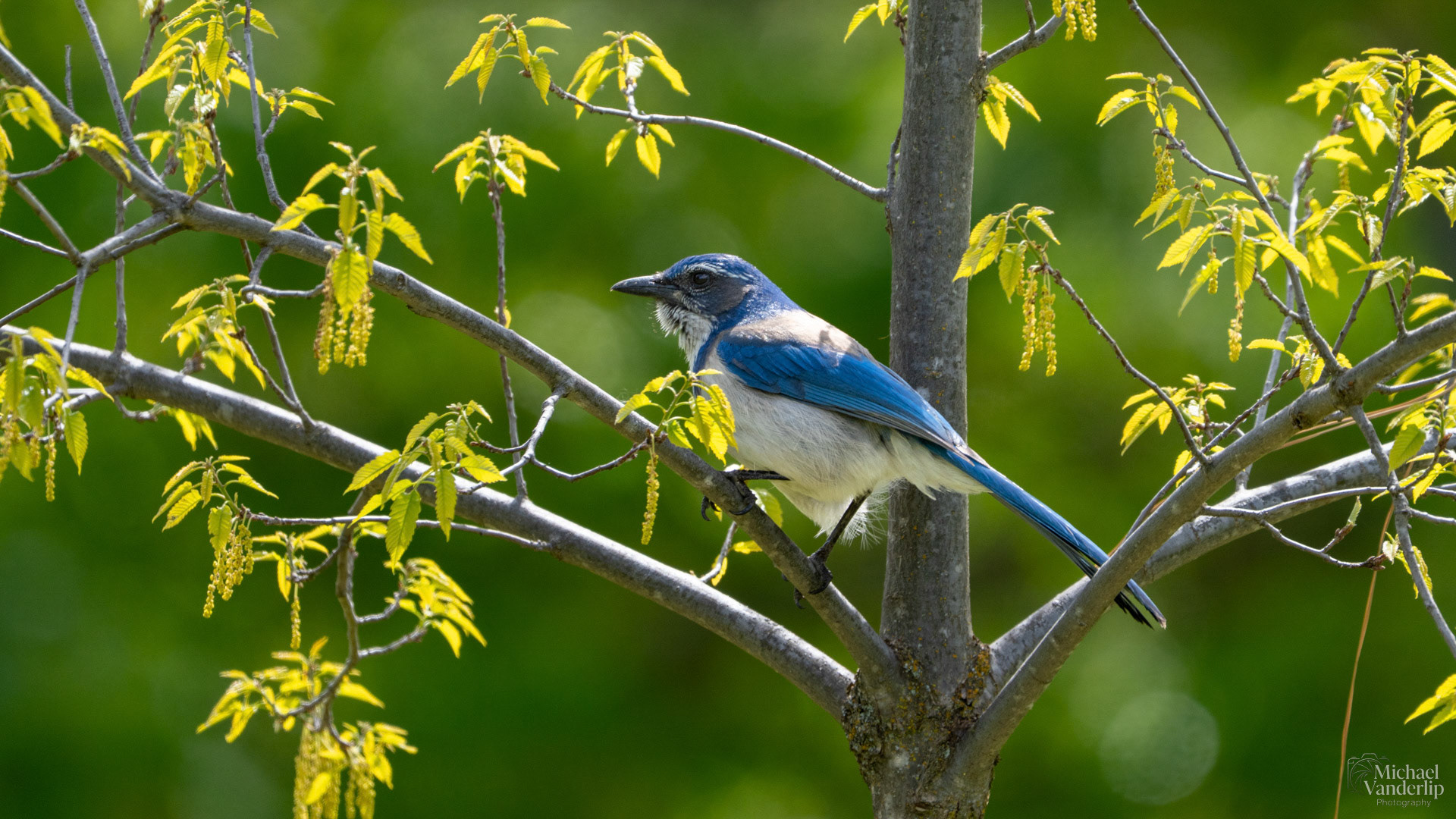 California Scrub Jay along the Bear Creek Greenway, Talent, Oregon.
