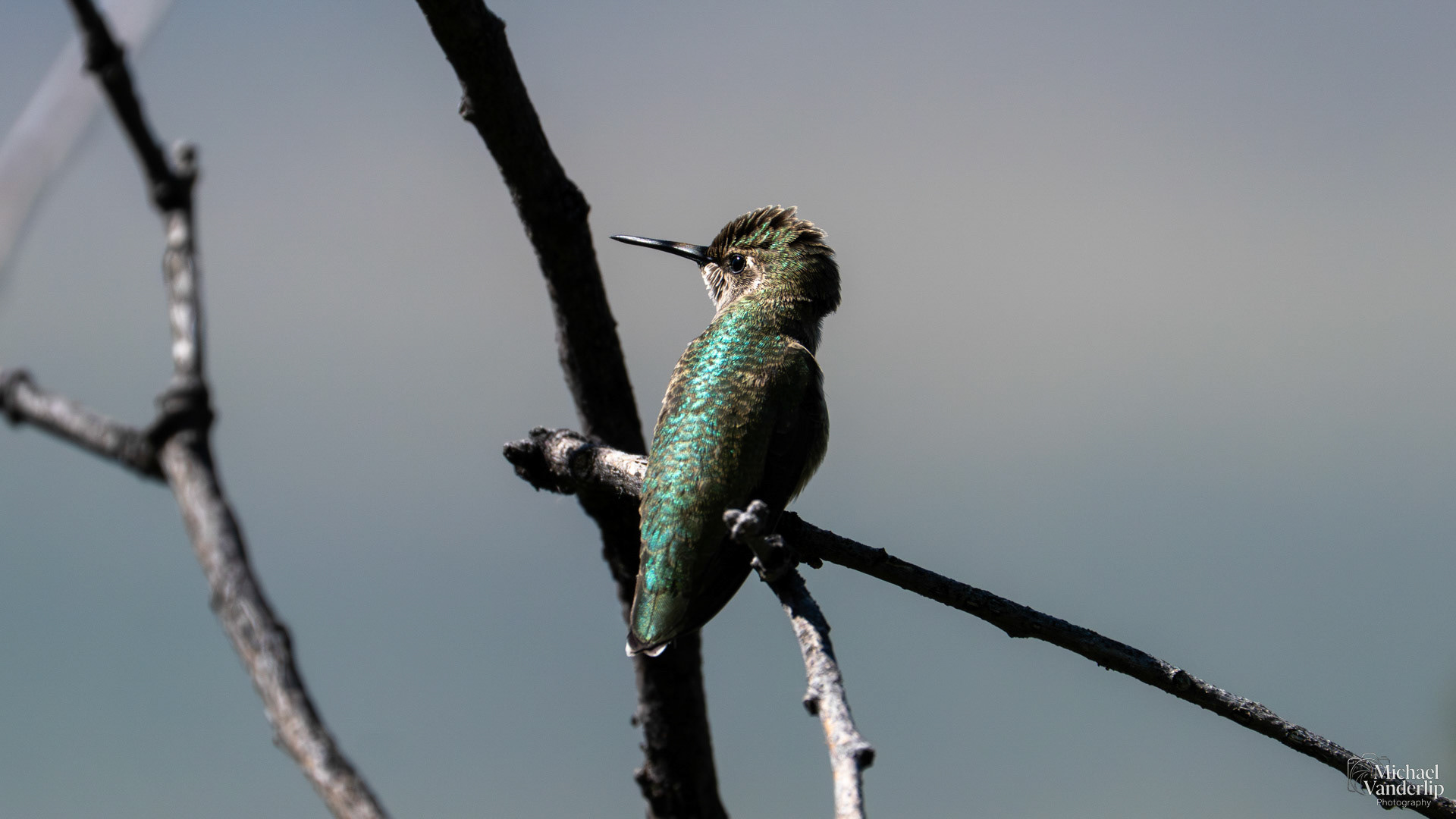 Anna's Hummingbird along the Roxy Ann Trail, Medford, Oregon.