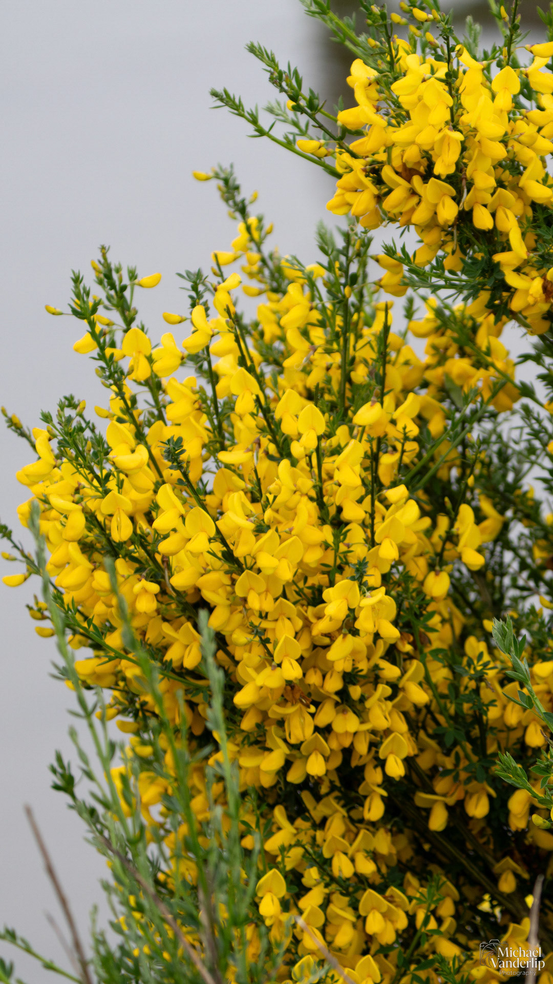 Scotch Broom along the coast near Lincoln City, Oregon.