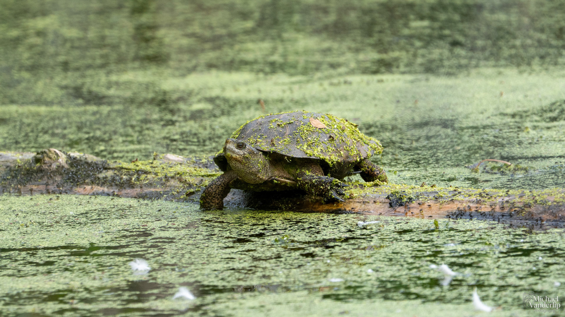 Western Pond Turtle along the Bear Creek Greenway near Talent, Oregon.