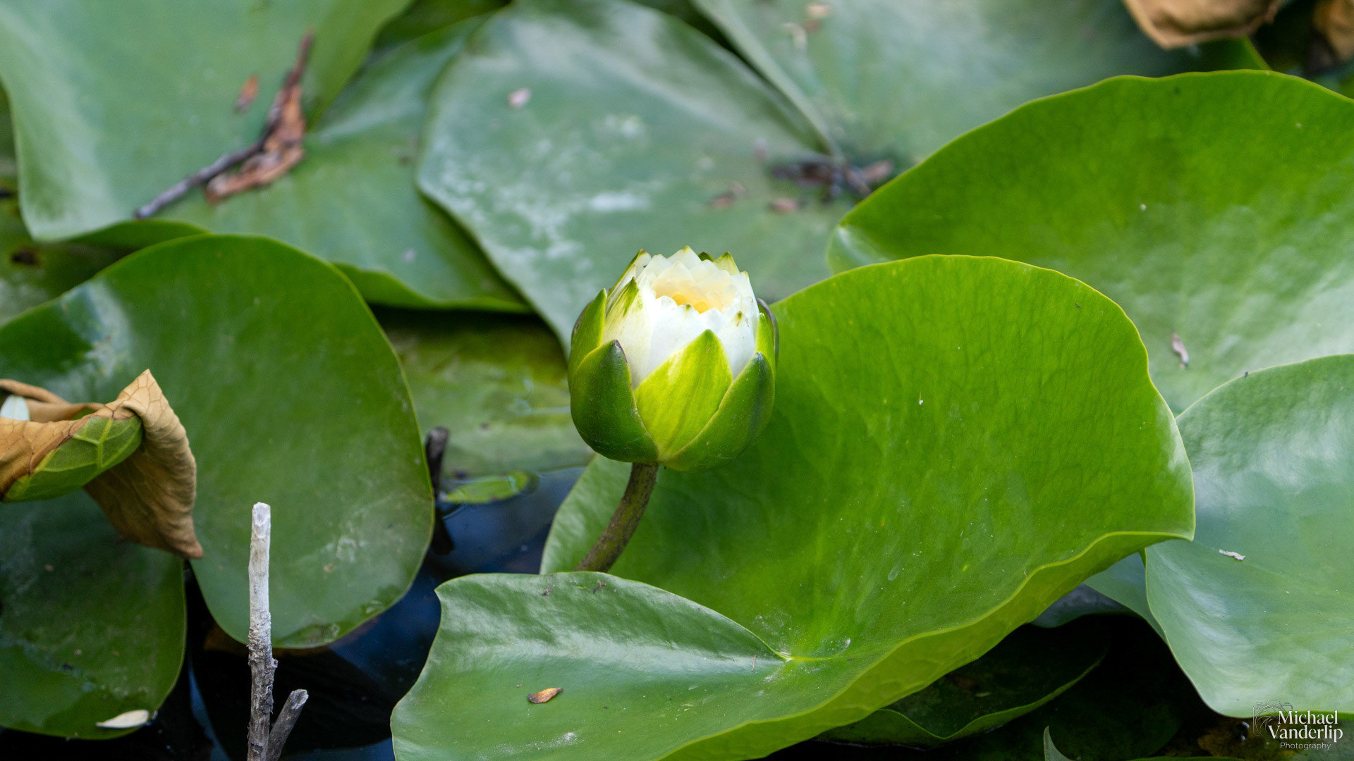 White Water Lily along the Bear Creek Greenway near Talent, Oregon.