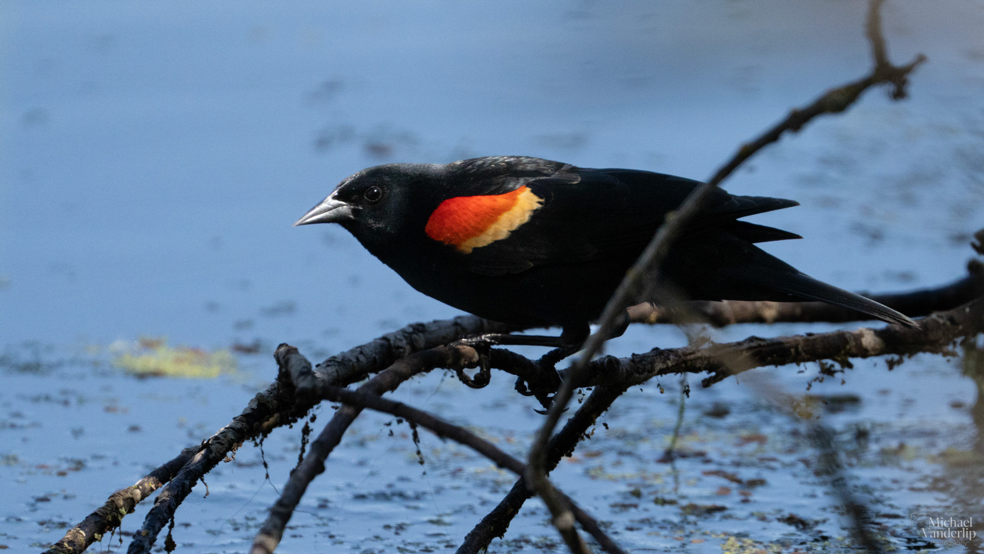 Red Winged Black Bird along the Bear Creek Greenway near Talent, Oregon.