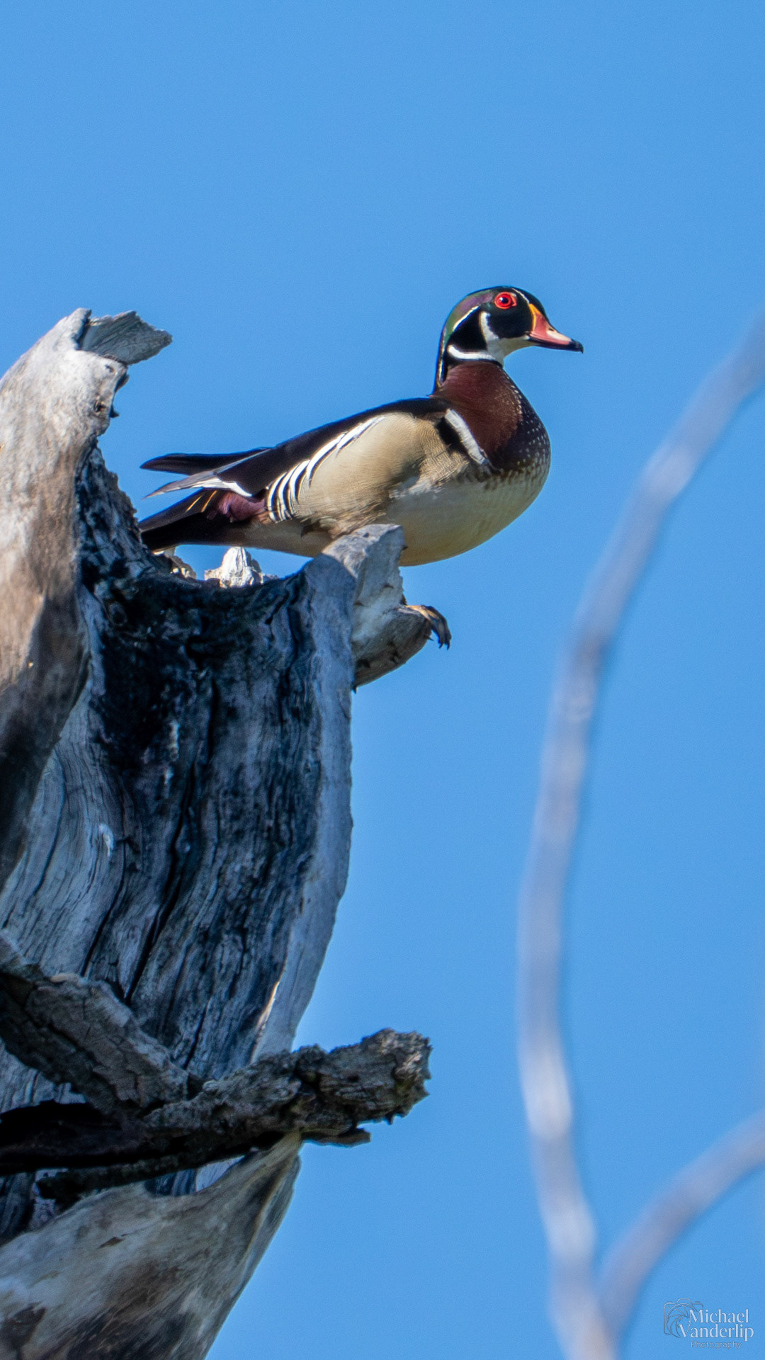Wood Duck perched in tree along the Bear Creek Greenway near Talent, Oregon.