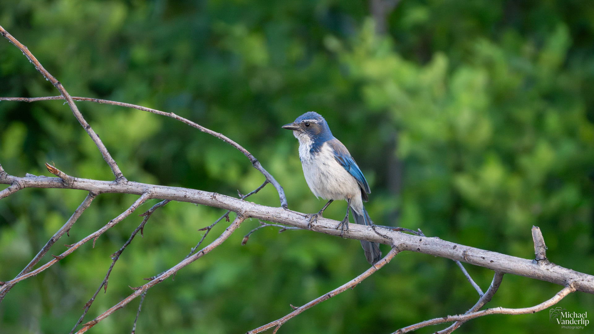 California Scrub Jay along the Bear Creek Greenway near Talent, Oregon.