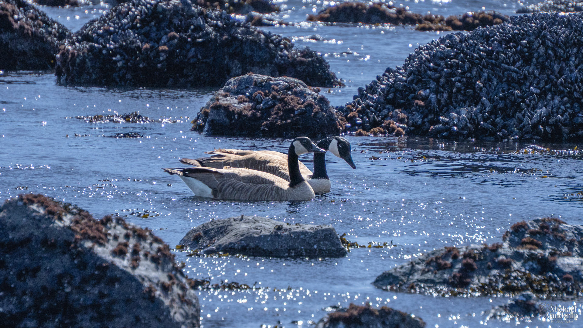 Canada Geese on Harris Beach, Brookings, Oregon.