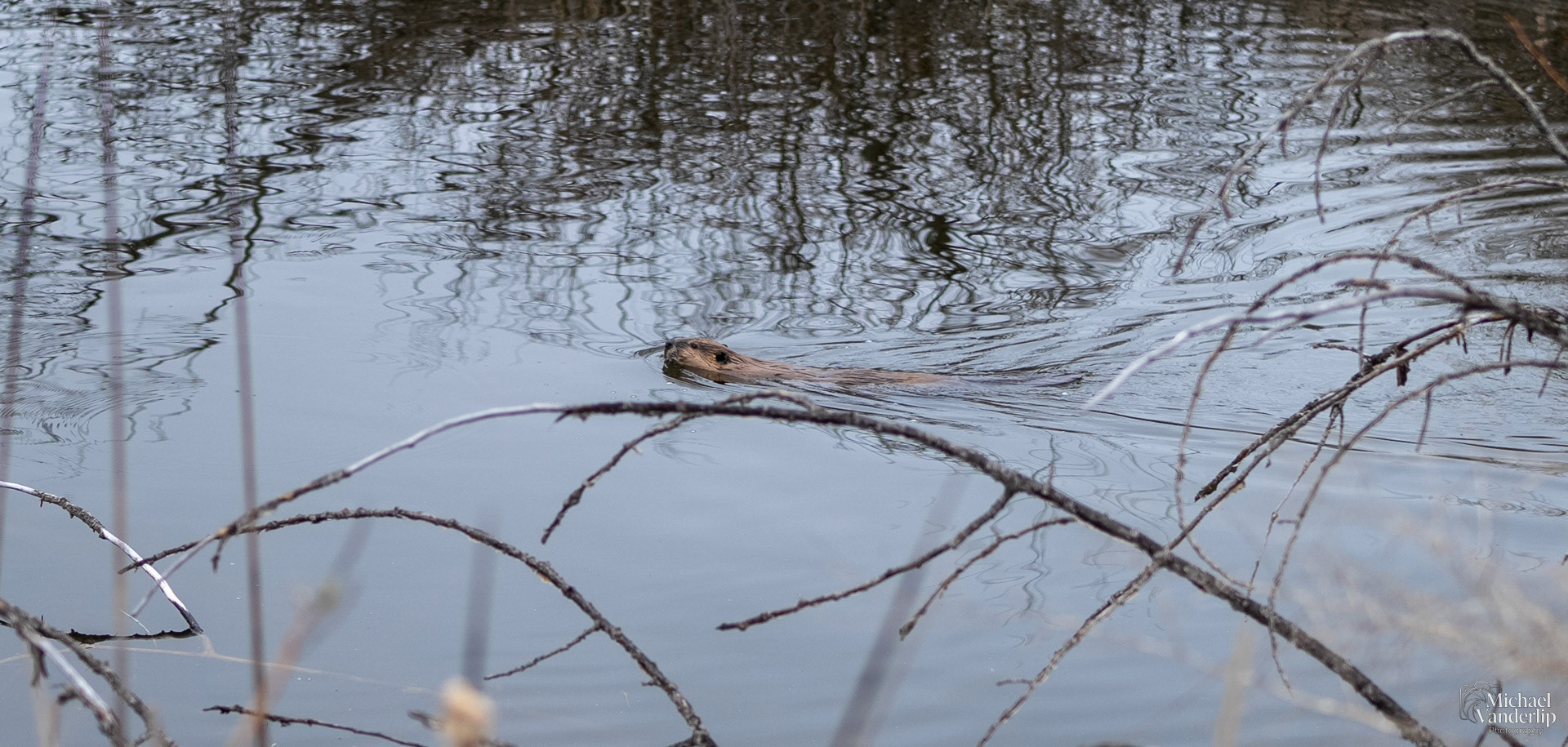 Beaver in a pond along the Bear Creek Greenway near Talent, Oregon.