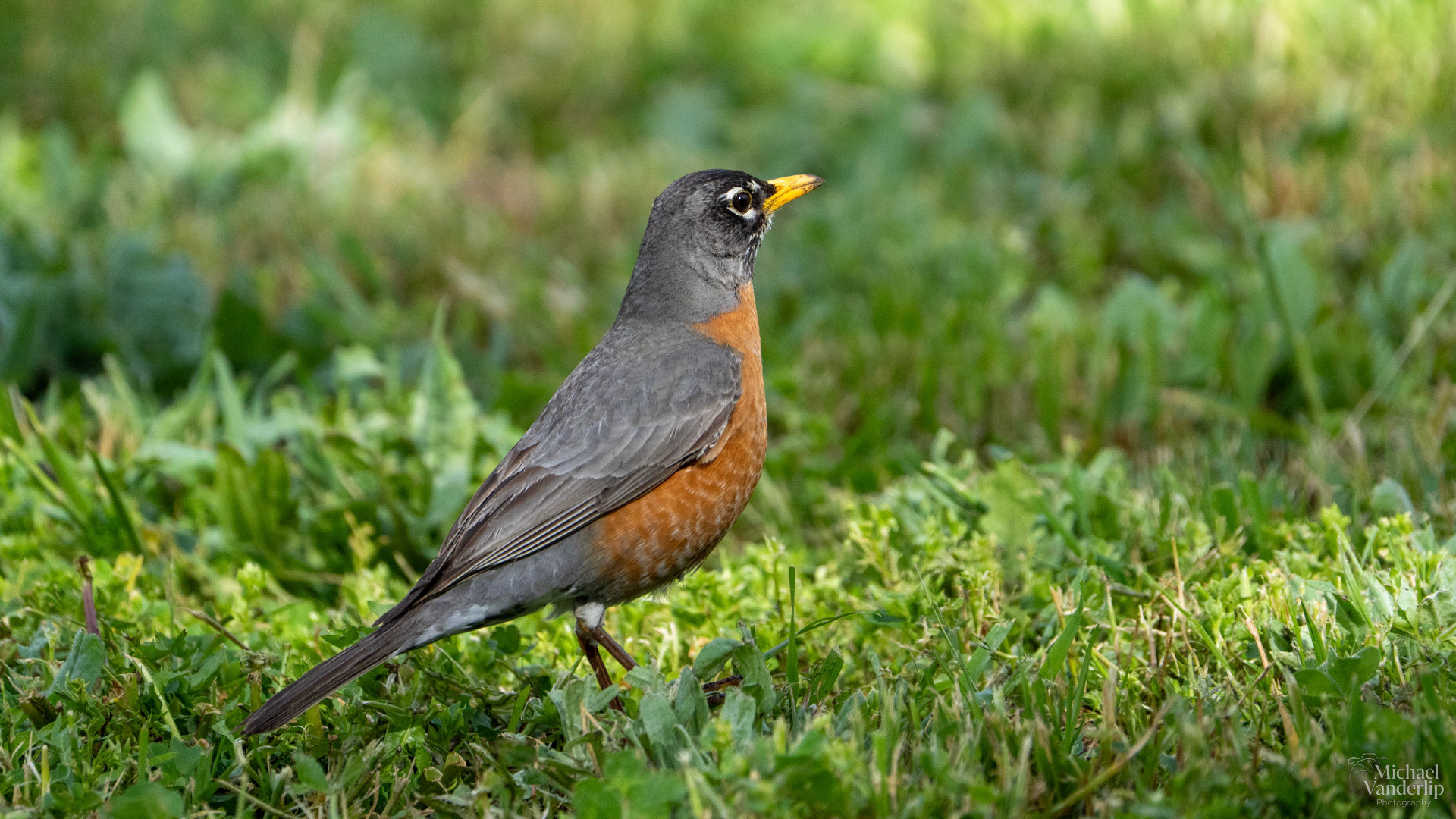 American Robin along the Bear Creek Greenway, Talent, Oregon.