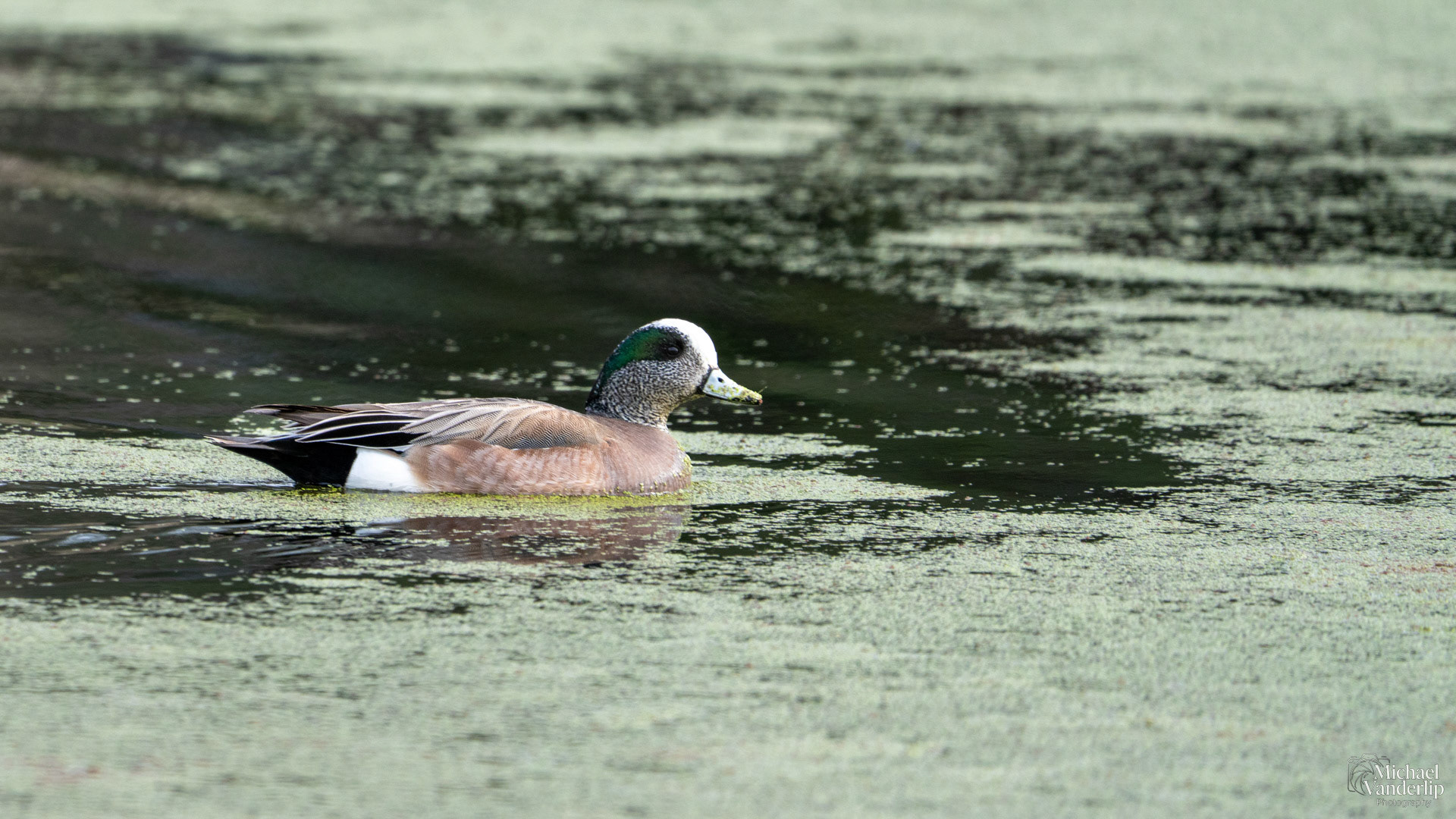 American Wigeon along the Bear Creek Greenway near Talent, Oregon.