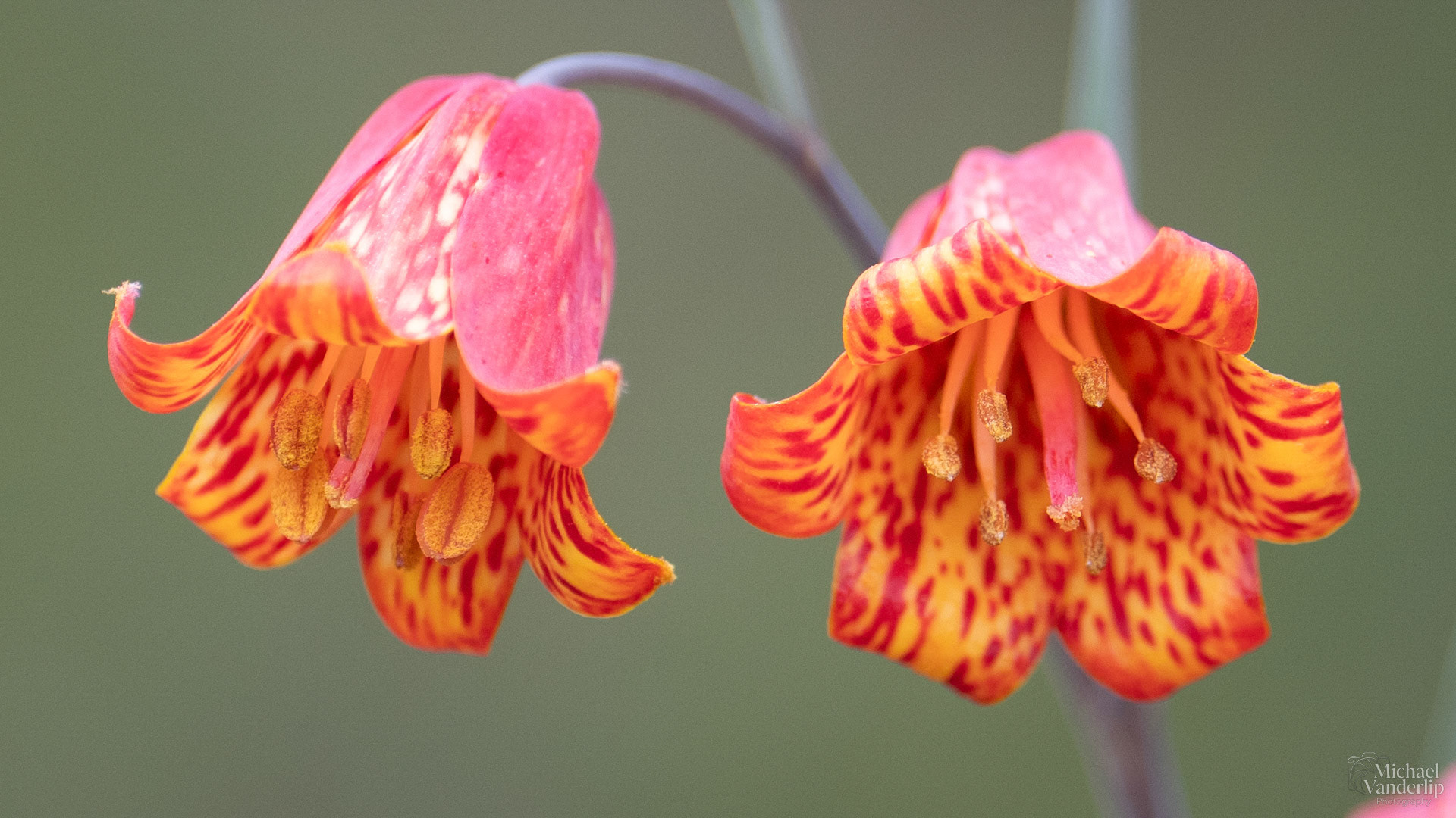 Scarlet Fritillary on the Lower Table Rock Trail, Central Point, Oregon.