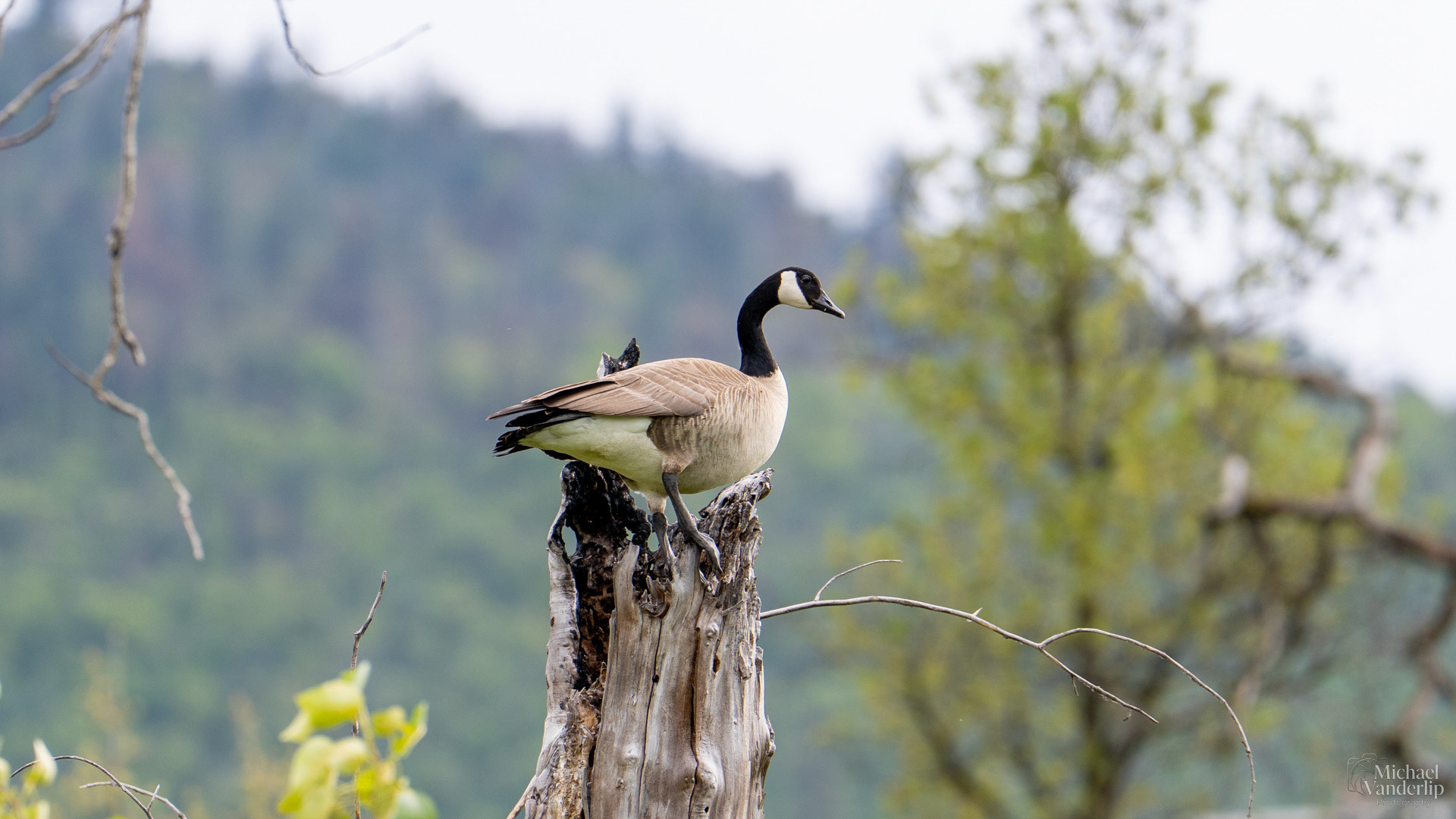 Canada Goose along the Bear Creek Greenway near Talent, Oregon.