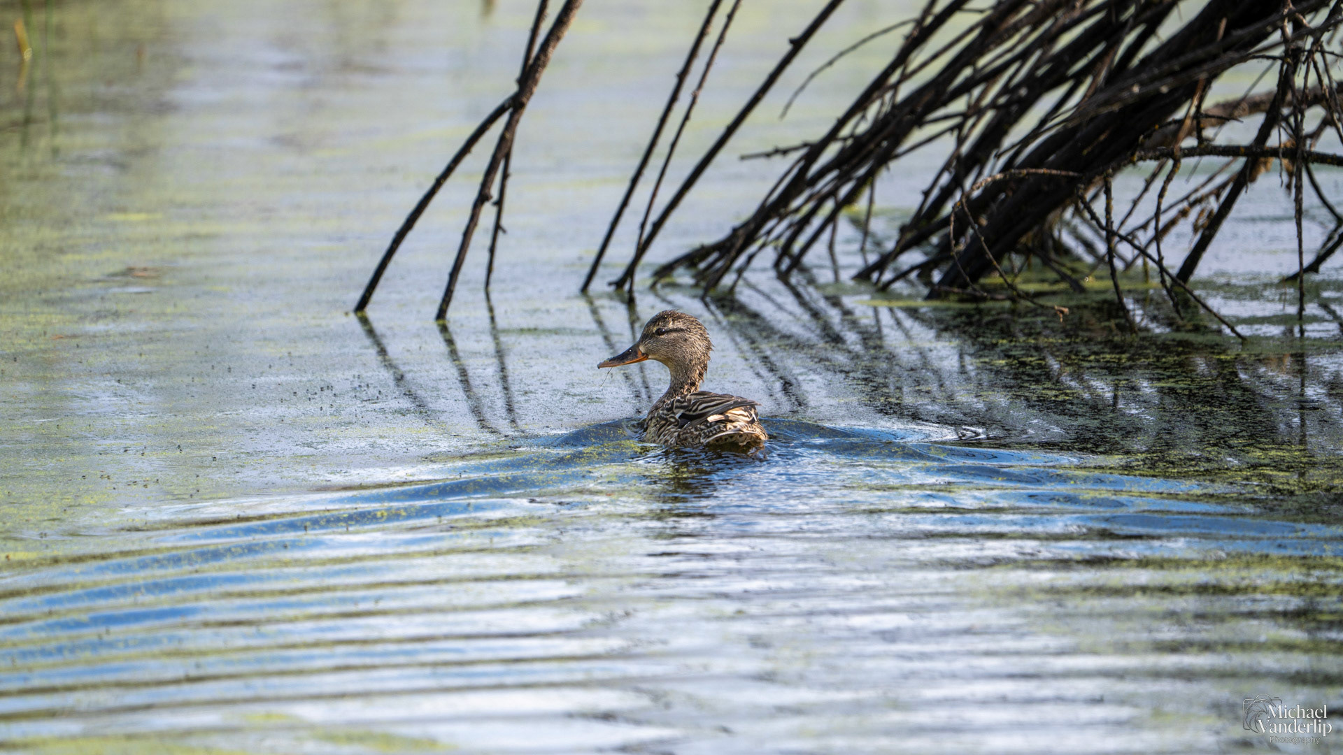 Mallard Duck along the Bear Creek Greenway near Talent, Oregon.