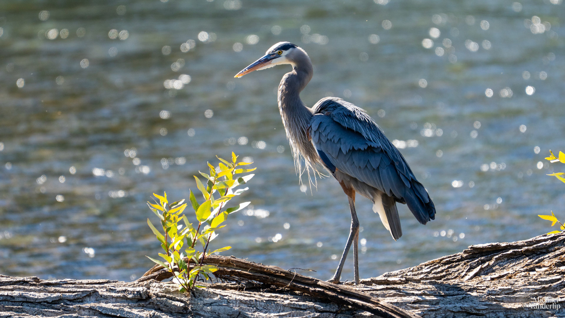 Great Blue Heron along the Rogue River near Tou Velle Park, White City, Oregon.