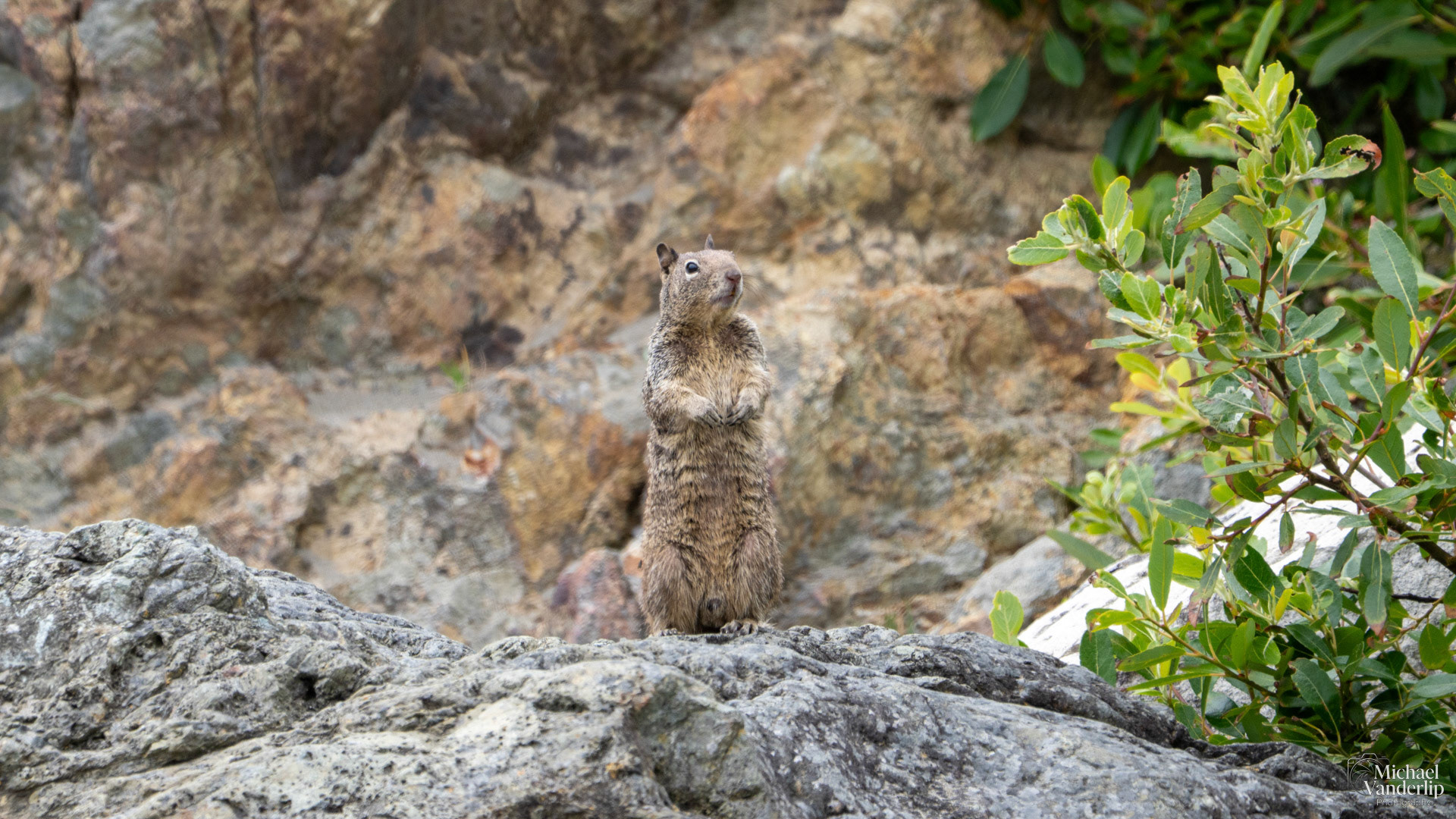 California Ground Squirrel along the coast at Harris Sate Park, Brookings, Oregon.
