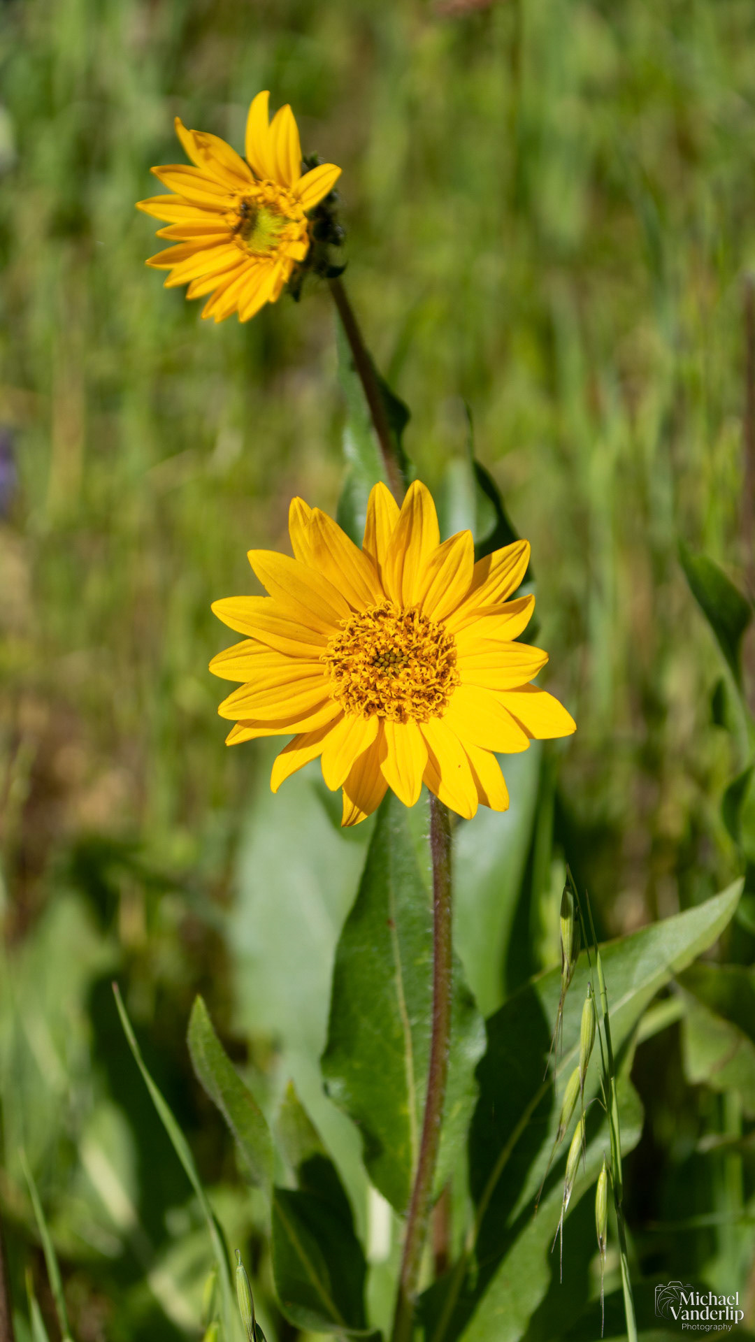 Narrow Leaf Mule's Ear along the Lower Table Rock Trail, Central Point, Oregon.