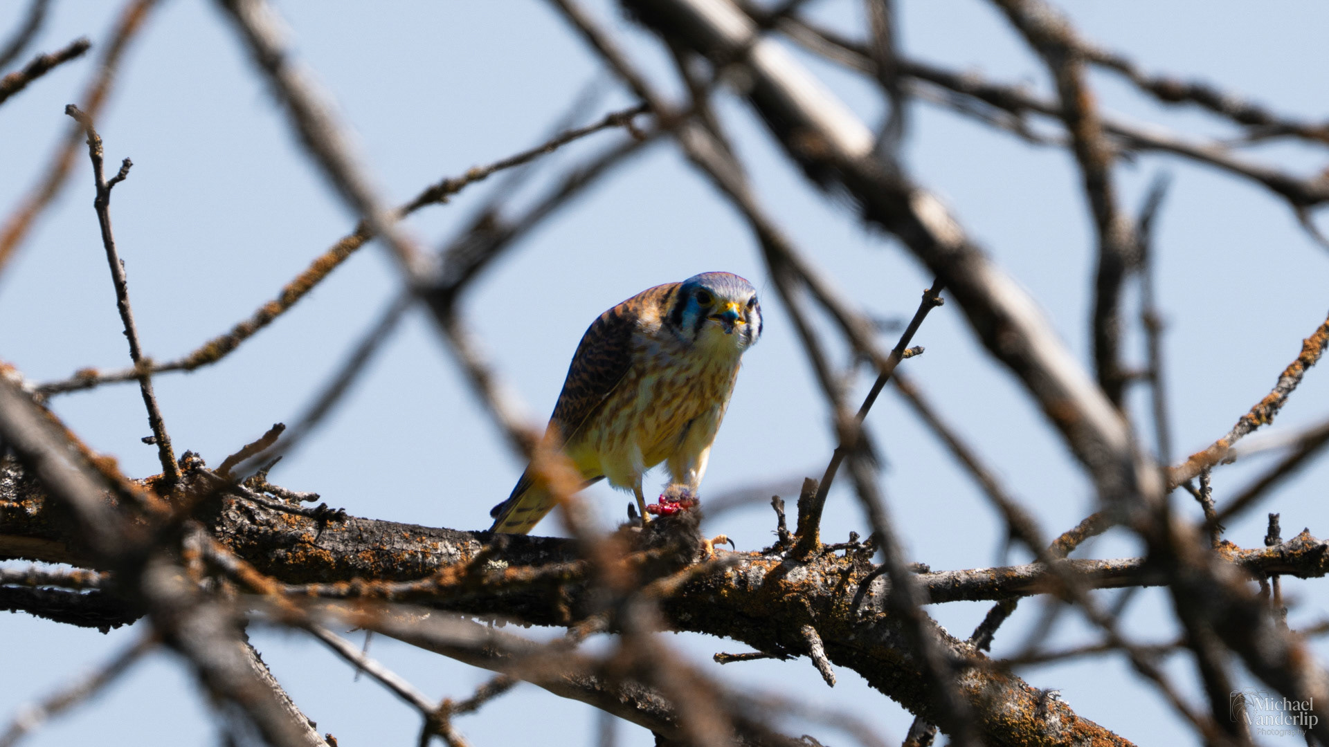 American Kestral eating a rodent along the Bear Creek Greenway near Talent, Oregon.
