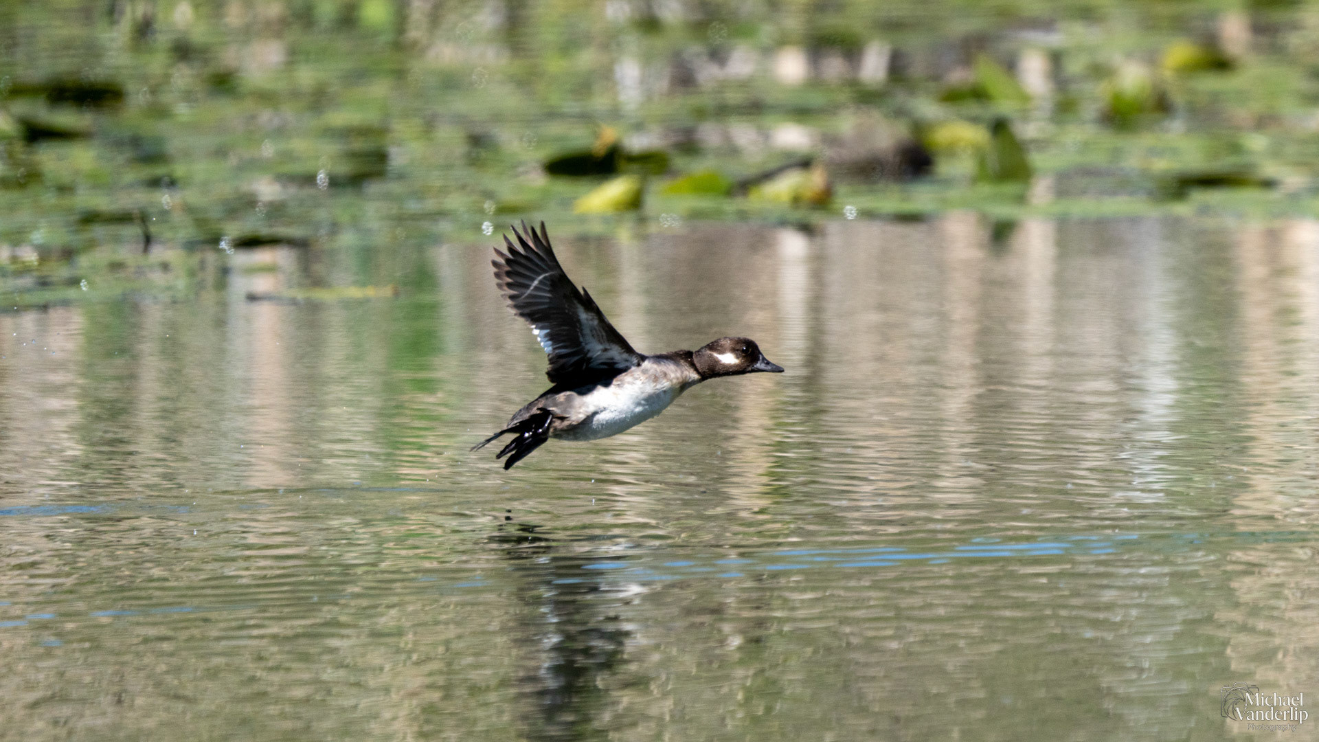 Bufflehead Duck along the Bear Creek Greenway near Talent, Oregon.