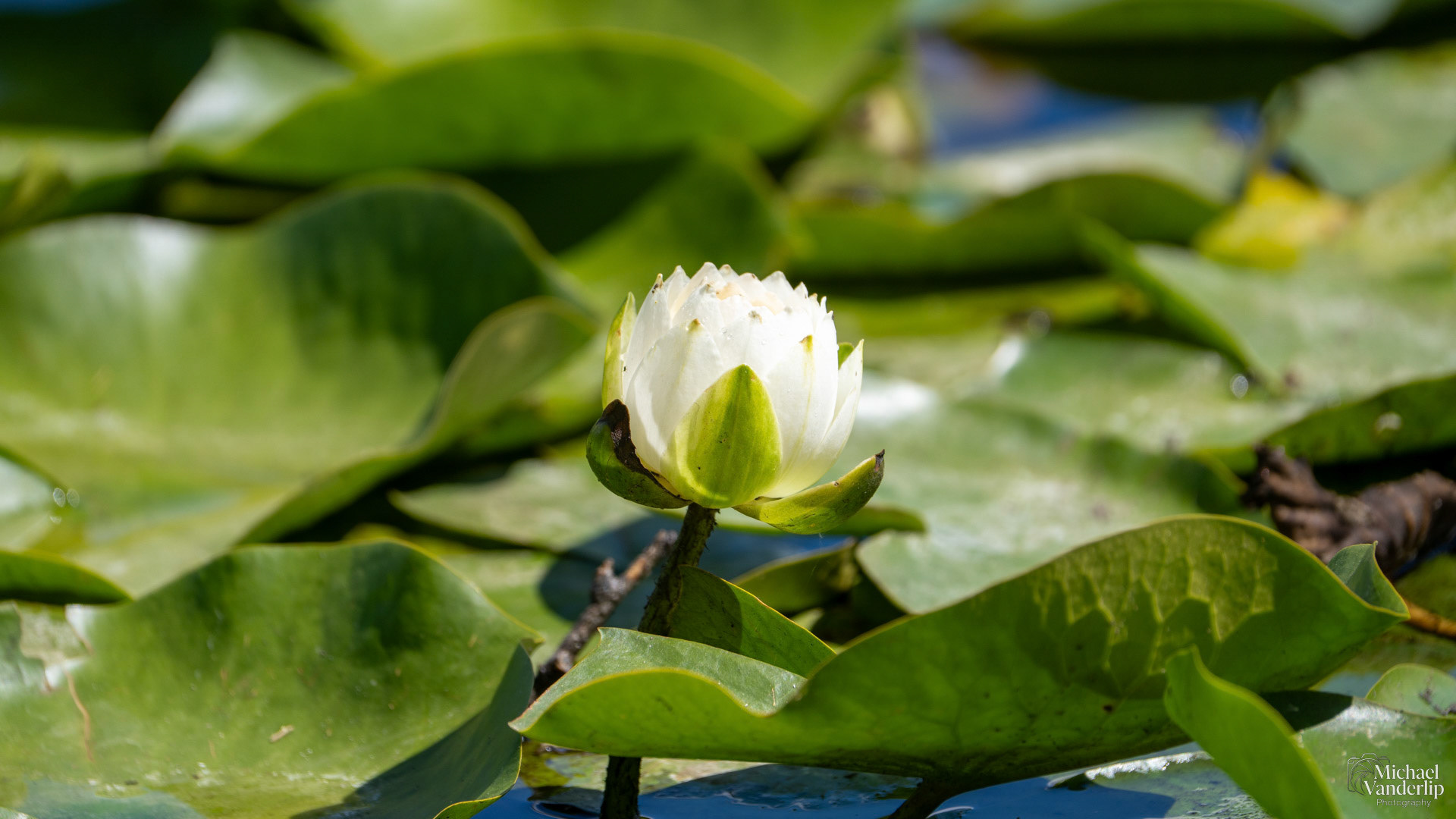 White Water Lily along the Bear Creek Greenway near Talent, Oregon.