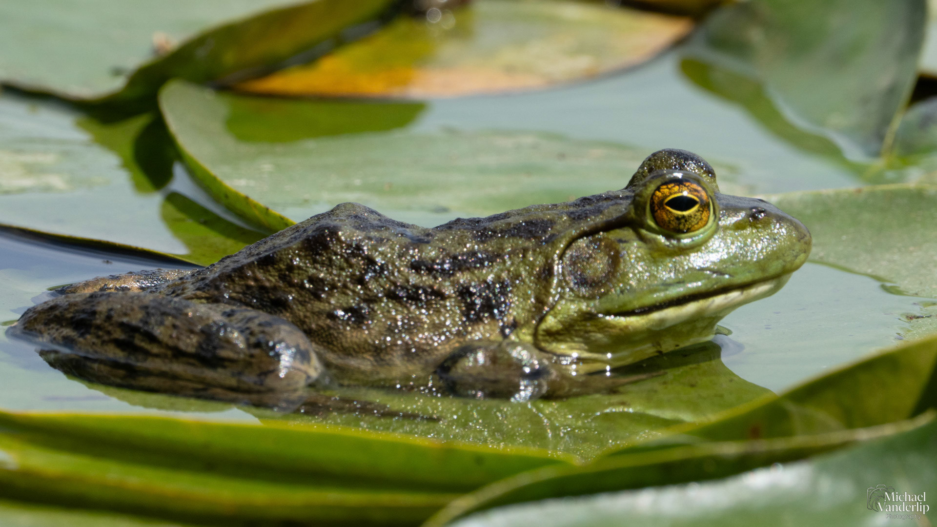 American Bullfrog along the Bear Creek Greenway near Talent, Oregon.