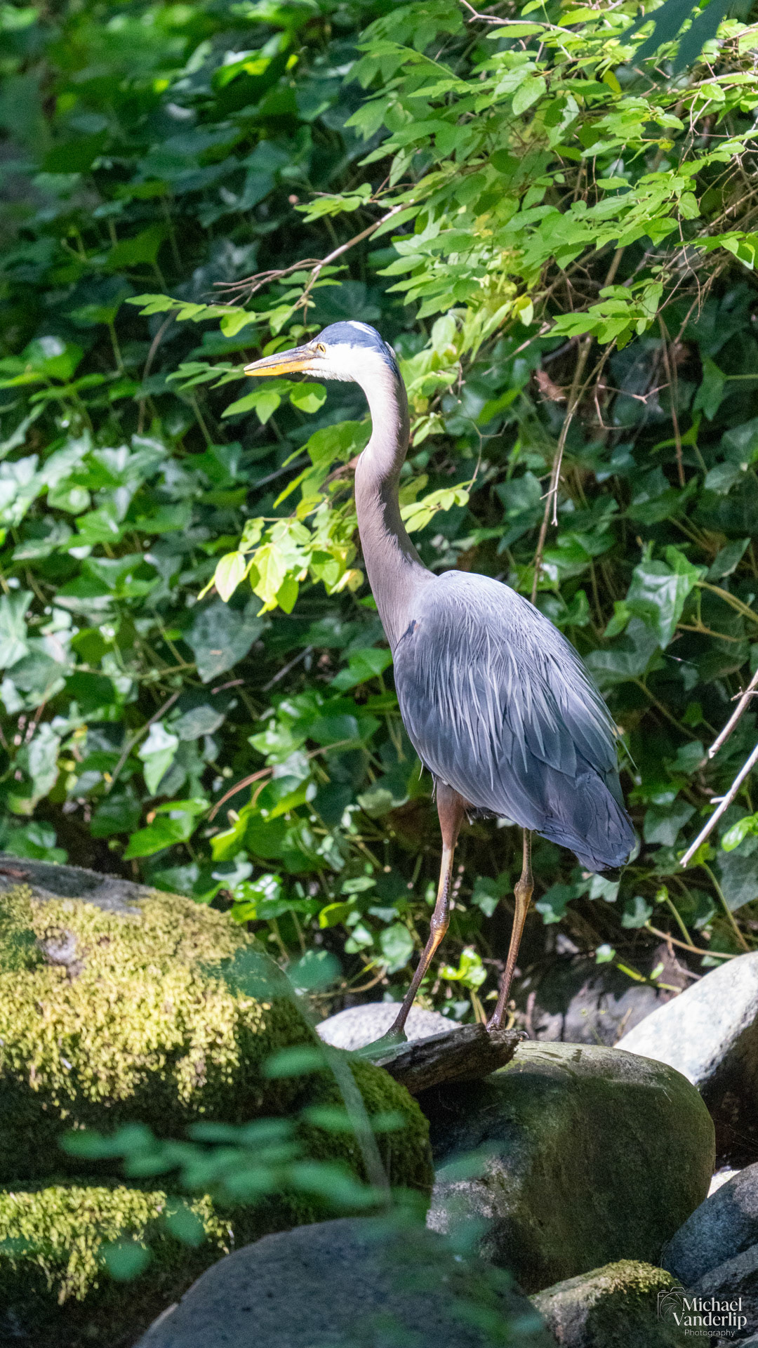 Great Blue Heron in Lithia Park, Ashland, Oregon.