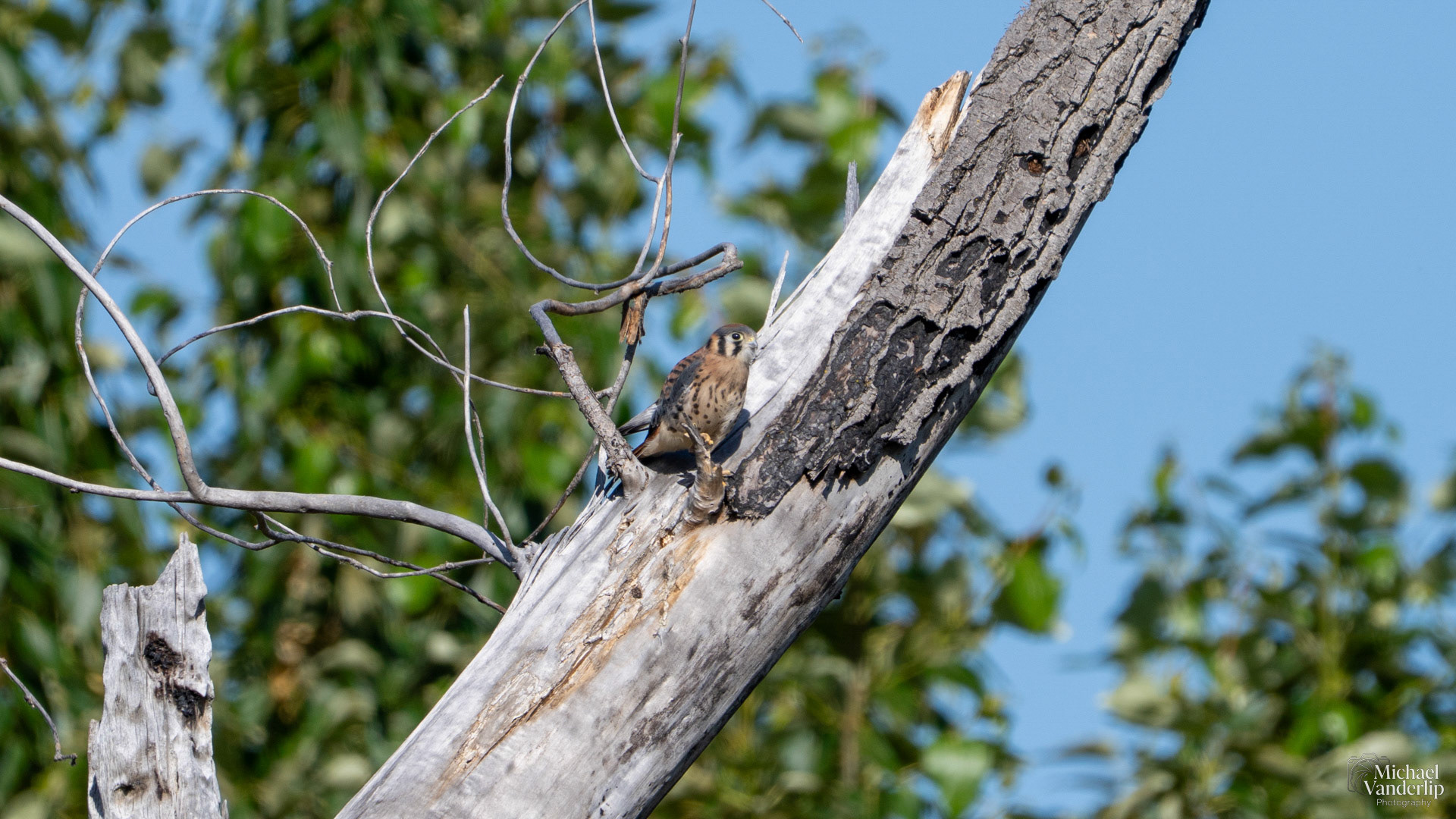 American Kestrel along the Bear Creek Greenway near Talent, Oregon.