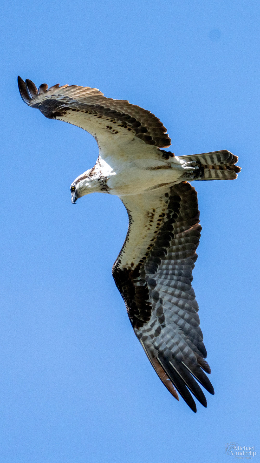 Red Tailed Hawk along the Bear Creek Greenway near Talent, Oregon.