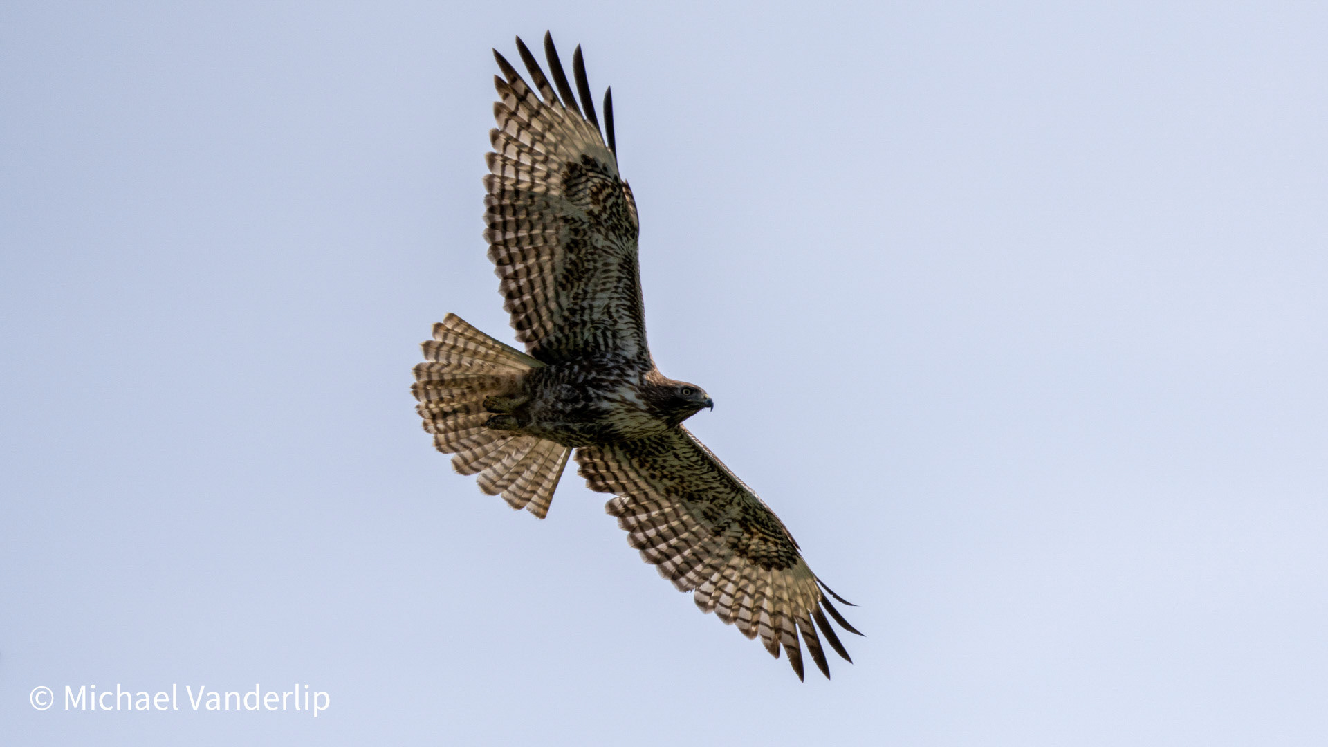 An immature Red Tailed Hawk along the Bear Creek Talent Greenway.