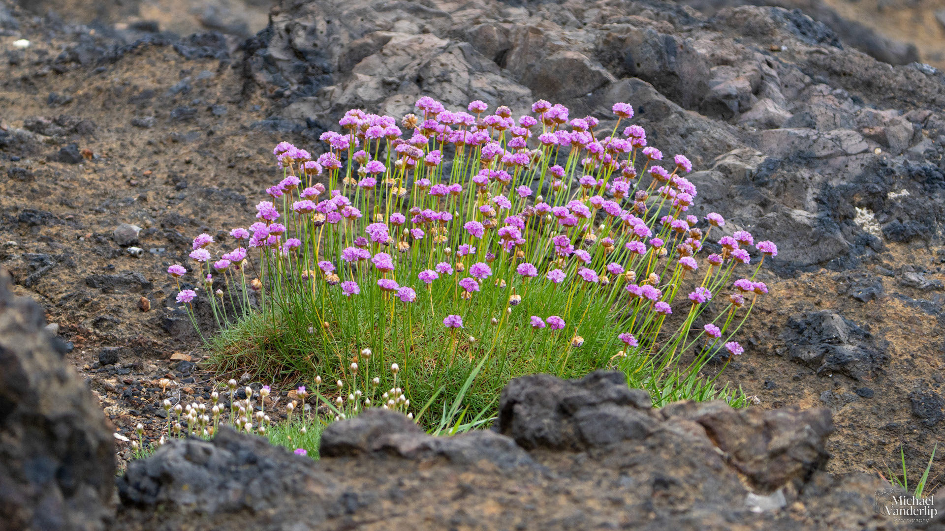 Sea Thrift along the coast, Depoe Bay, Oregon.