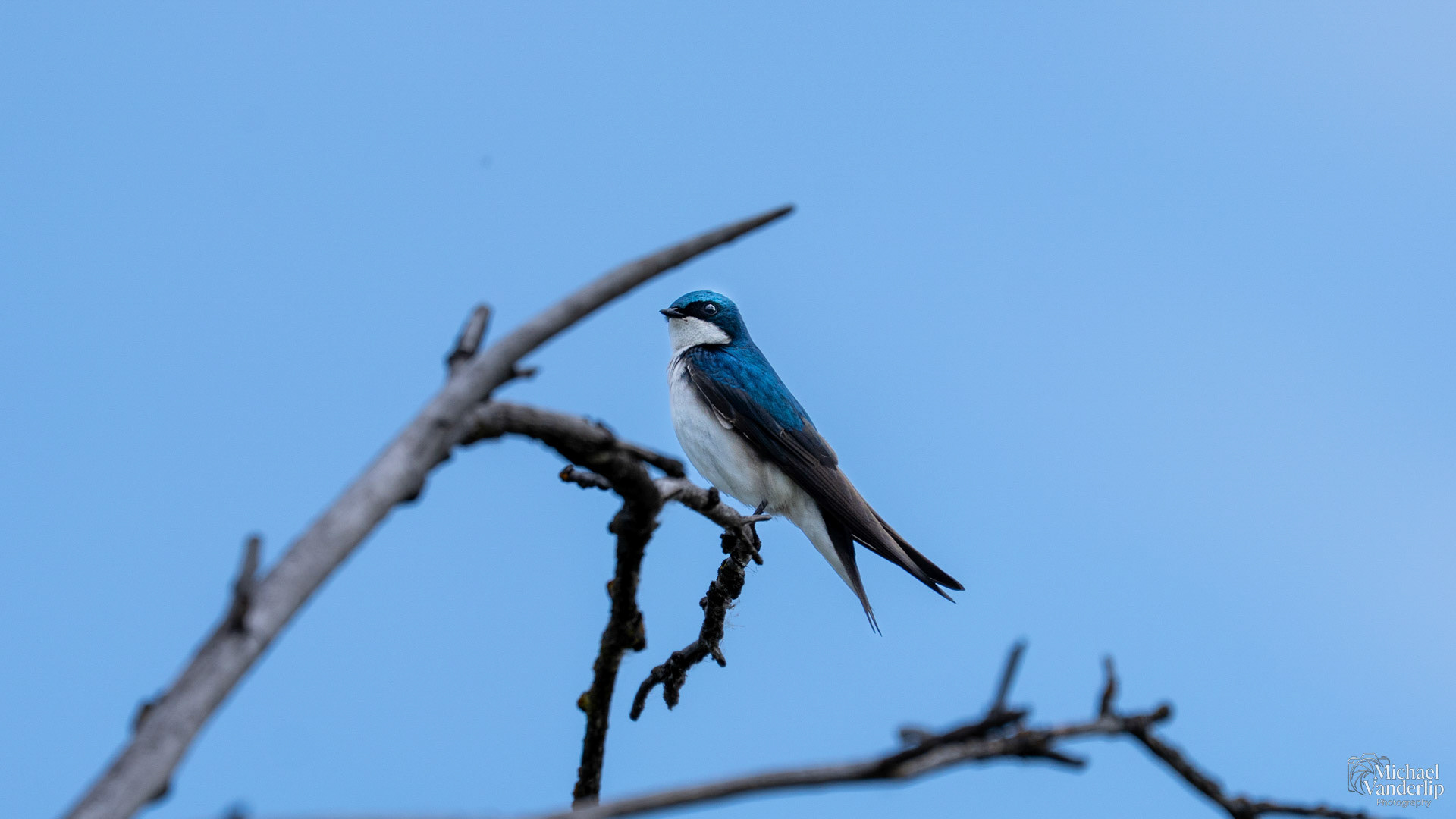 Tree Swallow along the Bear Creek Greenway near Talent, Oregon.