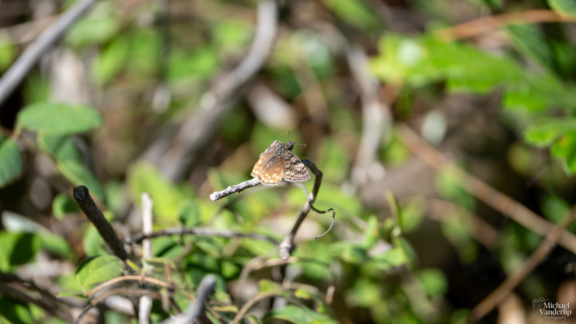 Juvenal's Duskywing along the White Rabbit Trail near Ashland, Oregon.