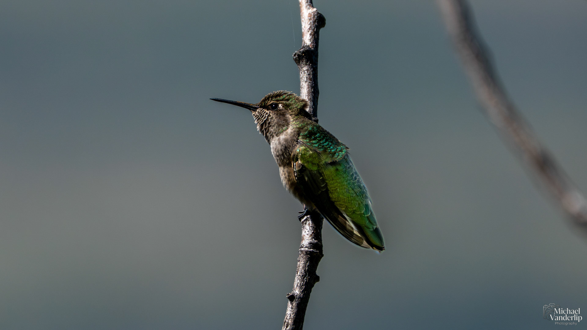 Anna's Hummingbird along the Roxy Ann Trail, Medford, Oregon.