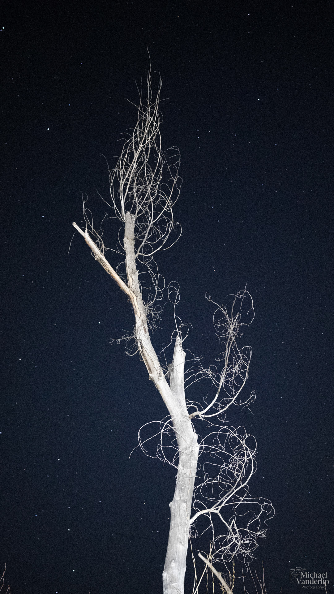 Tree at Night along the Bear Creek Greenway near Talent, Oregon.