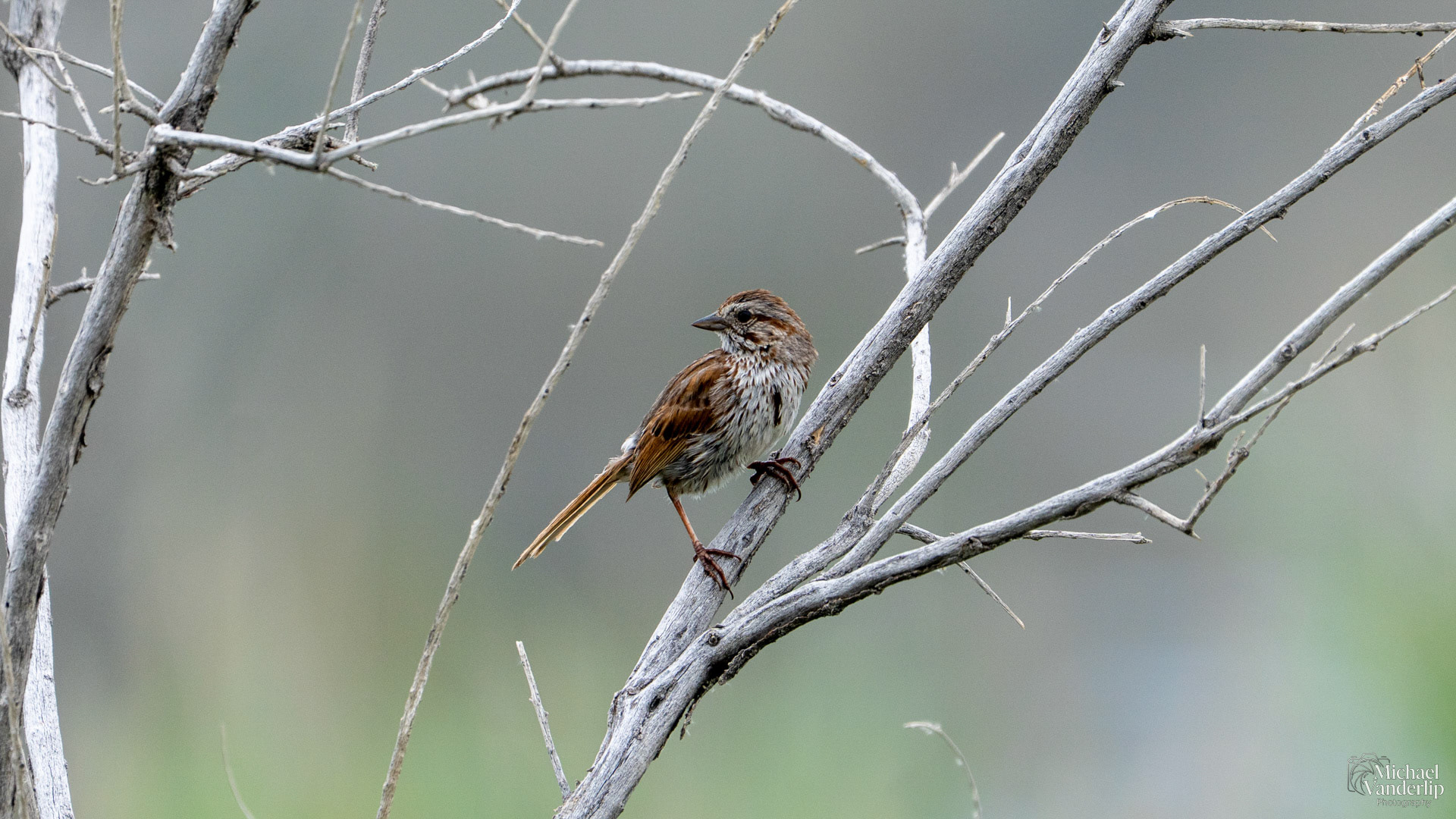Song Sparrow along Salt Last near Magna, Utah.