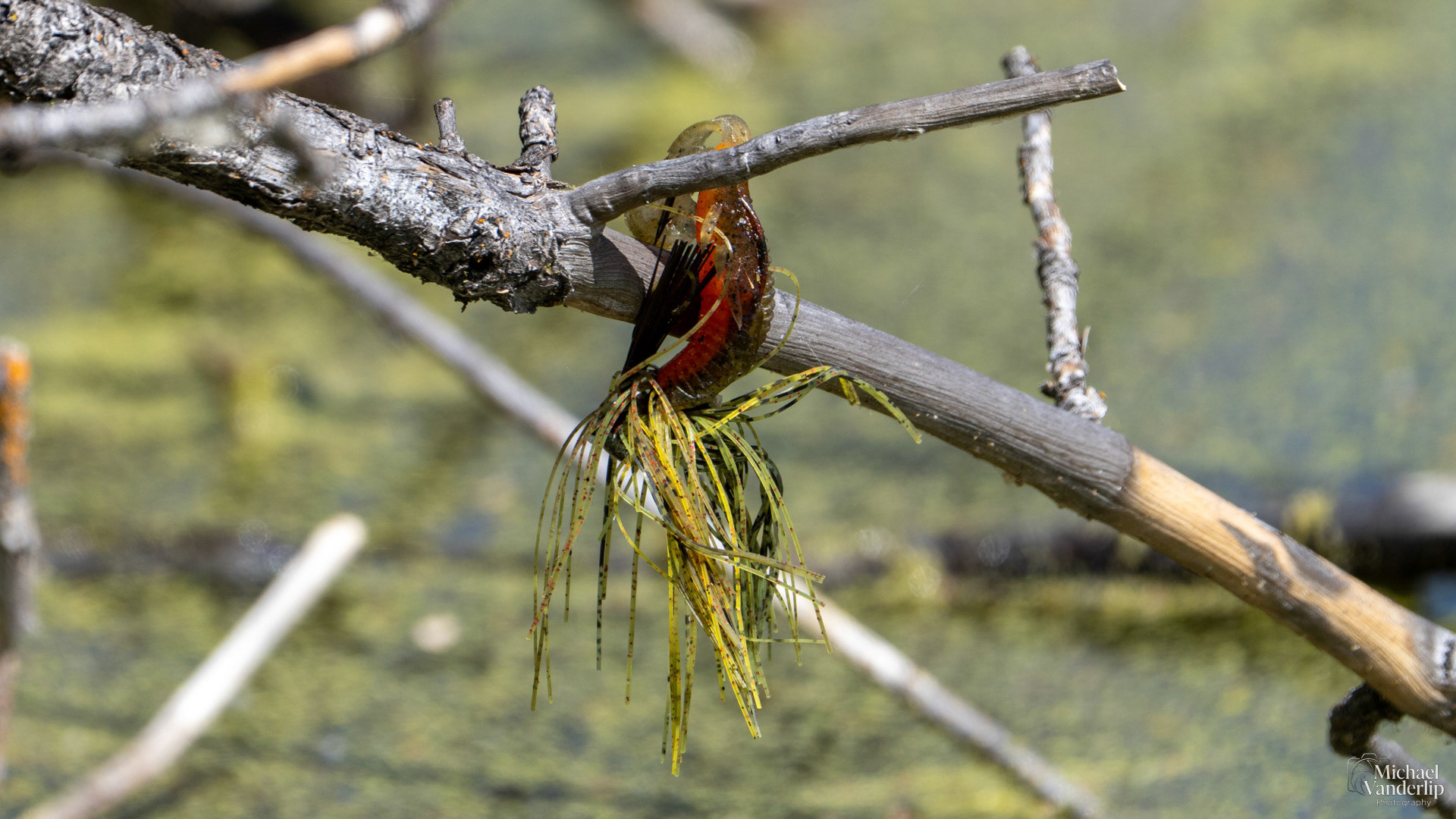 Lost Fishing Lure along the Bear Creek Greenway near Talent, Oregon.