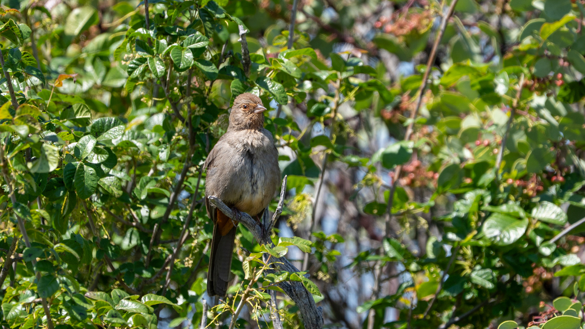 California Towhee on Lower Table Rock, Central Point, Oregon.