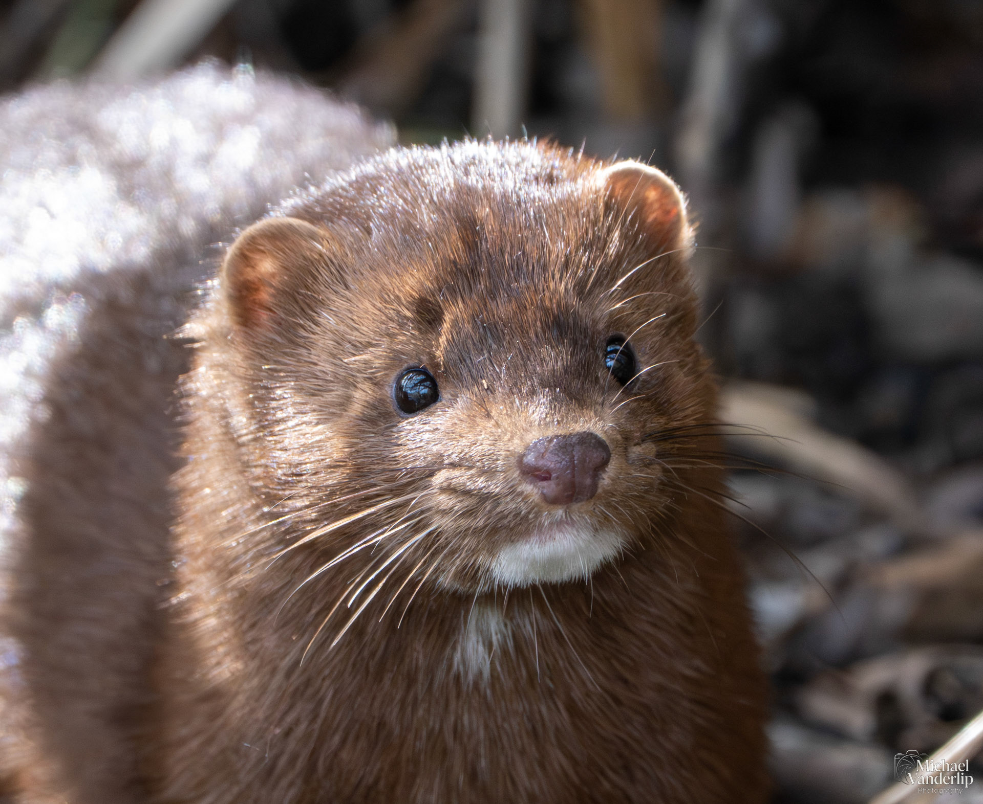 American Mink along the Bear Creek Greenway near Talent, Oregon.