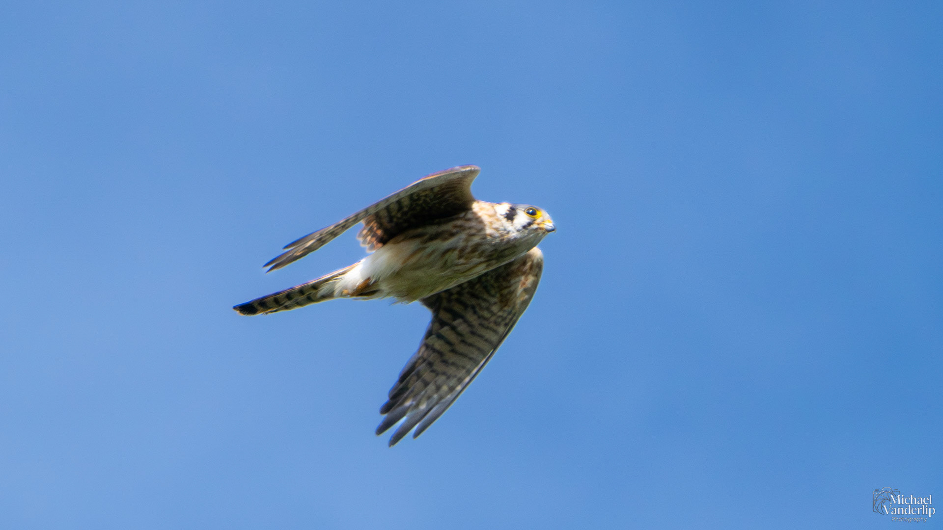 American Kestrel along the Bear Creek Greenway near Talent, Oregon.